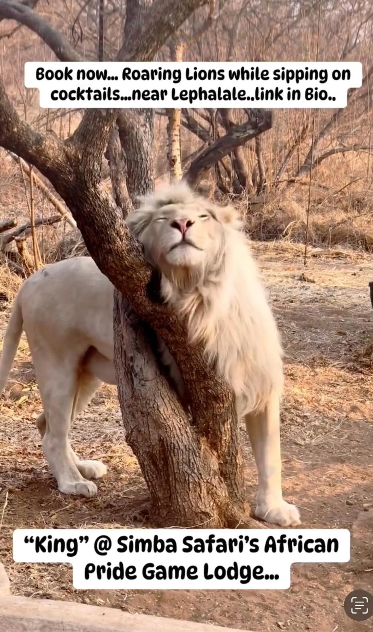 View (from property/room) in Simba Safaris African Pride Exotic Lodge