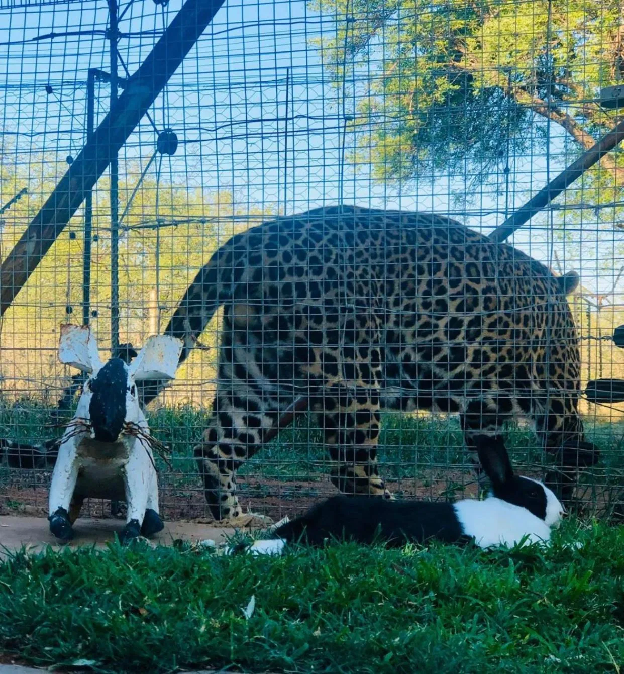 Day in Simba Safaris African Pride Exotic Lodge