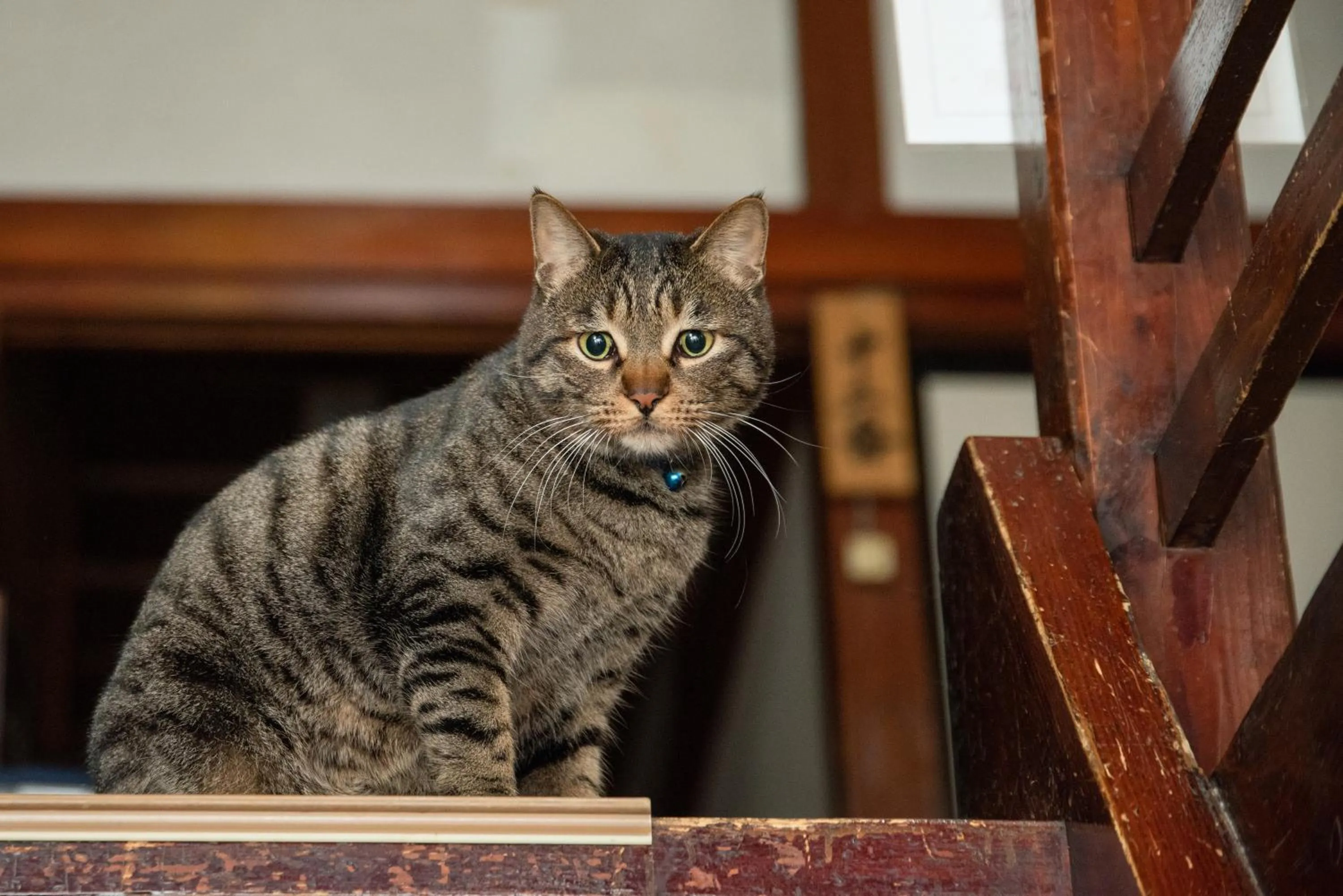 Animals in Setoguchi