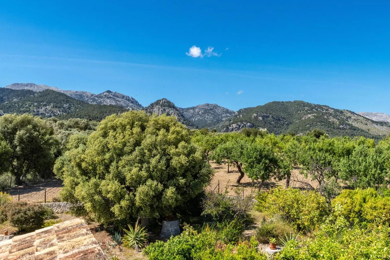 Garden in Finca Son Arnau