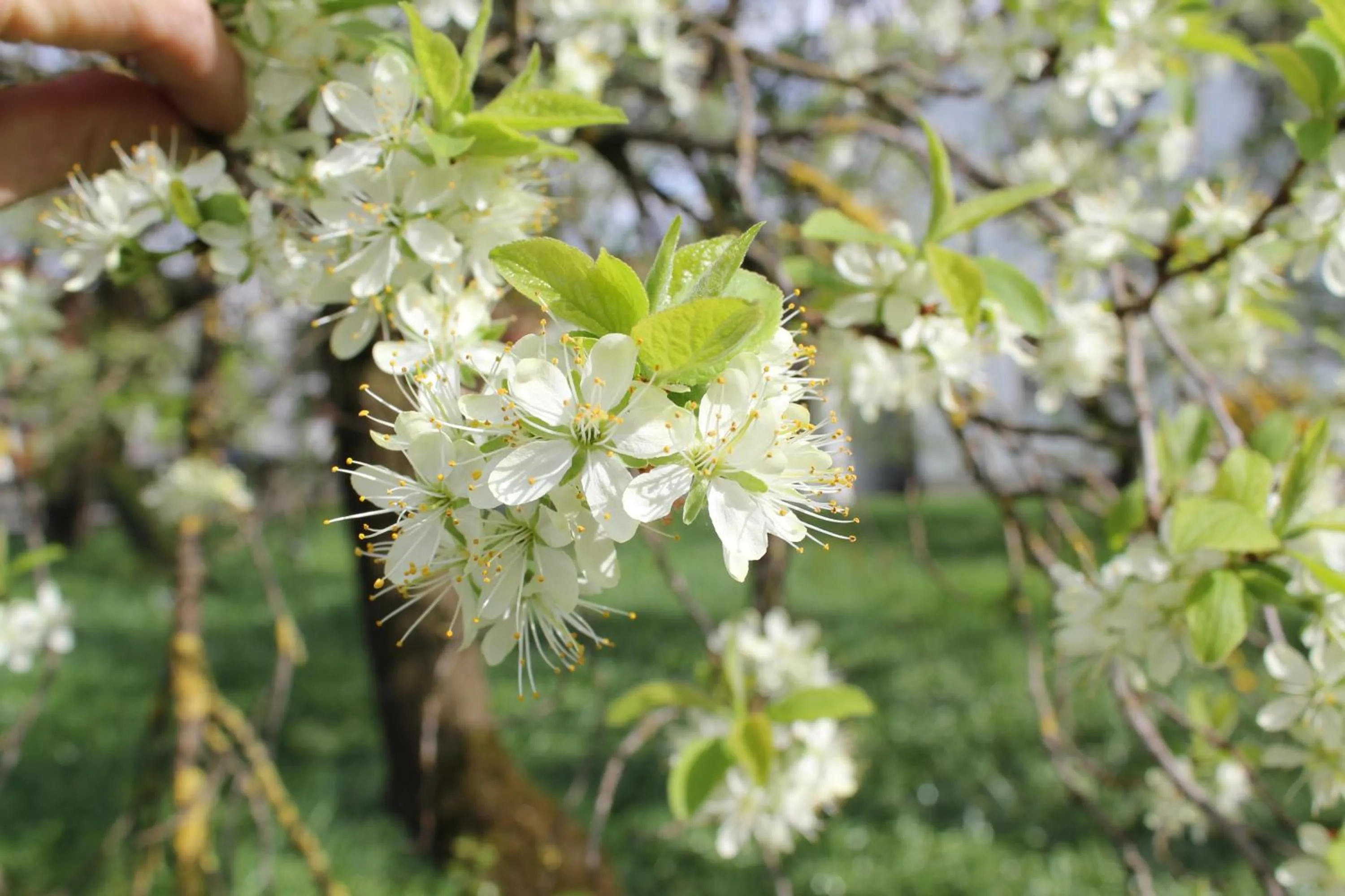 Garden in Landgasthof Weberhans