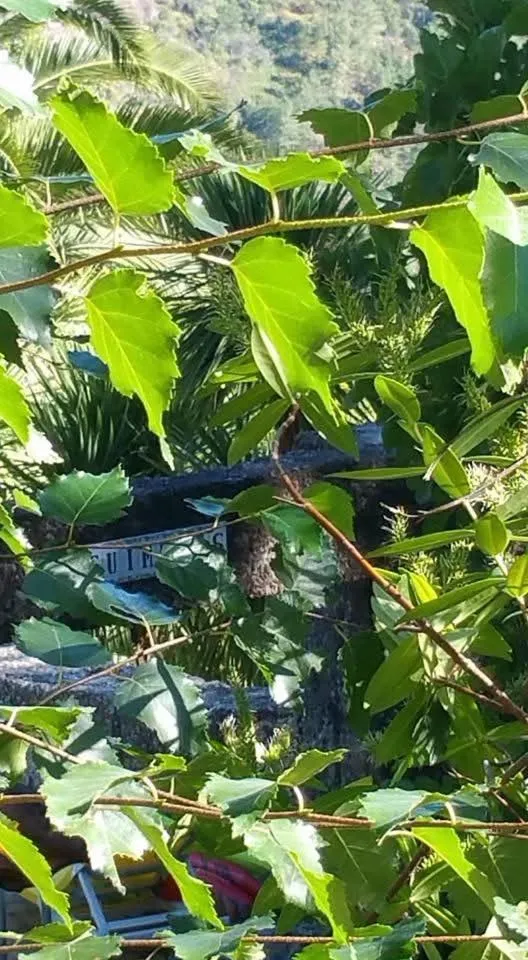 Spring in Casas das Guimbras