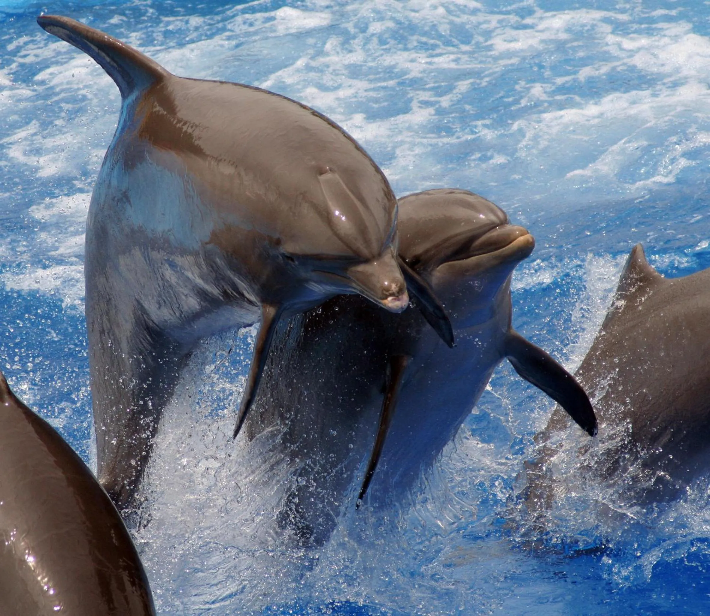 Animals in Tiki Villas Rainforest Lodge - Adults Only