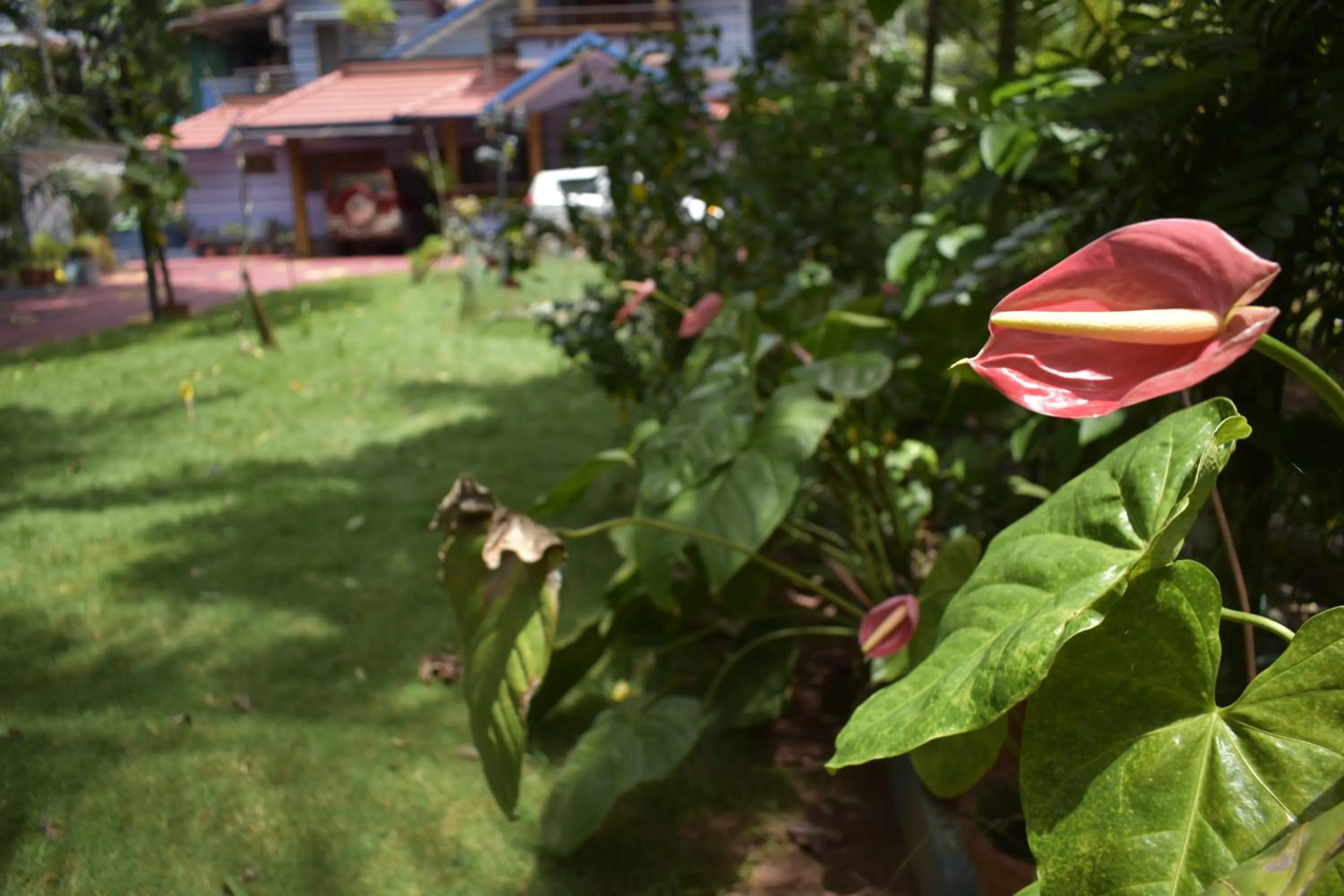 Garden view in Ben's Villa Kannur !