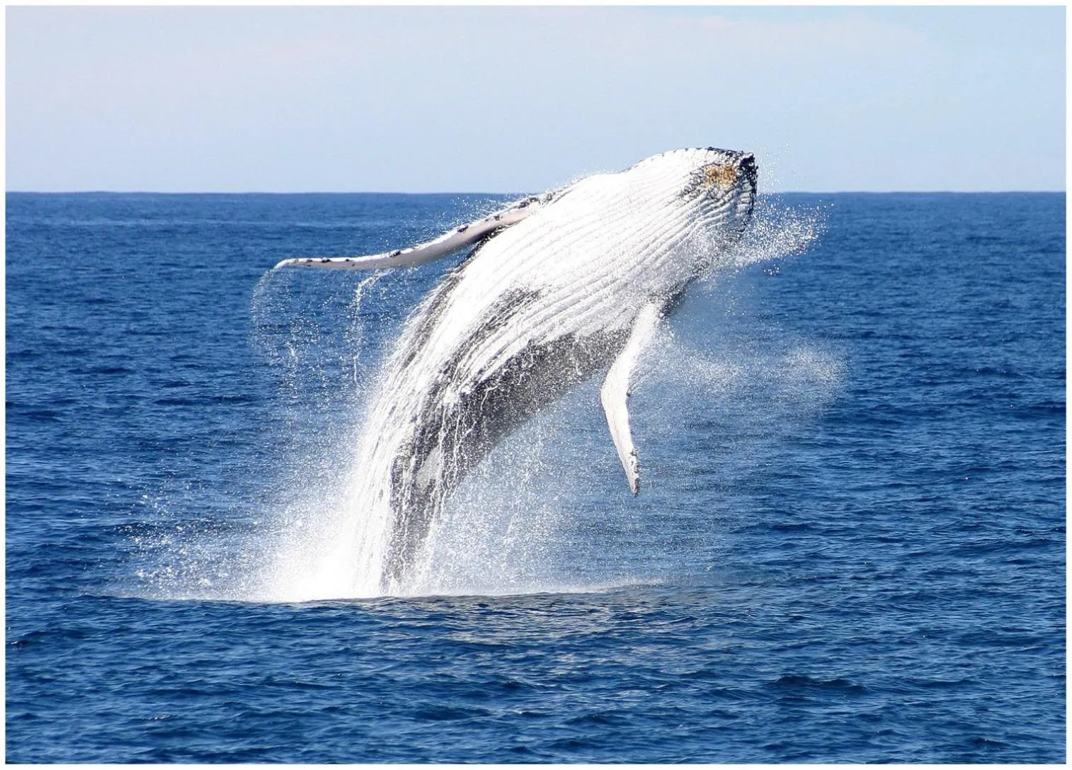 Beach in Wanderers Retreat