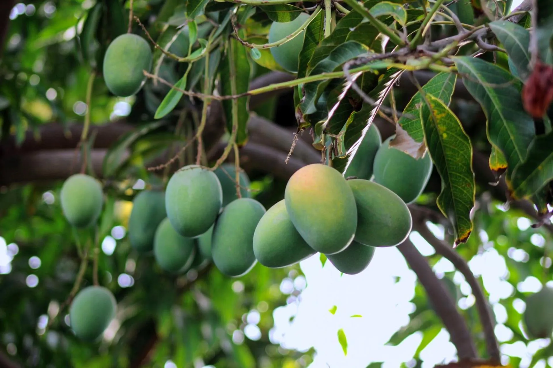 Garden in PushkarOrganic - Lux farm resort with pool