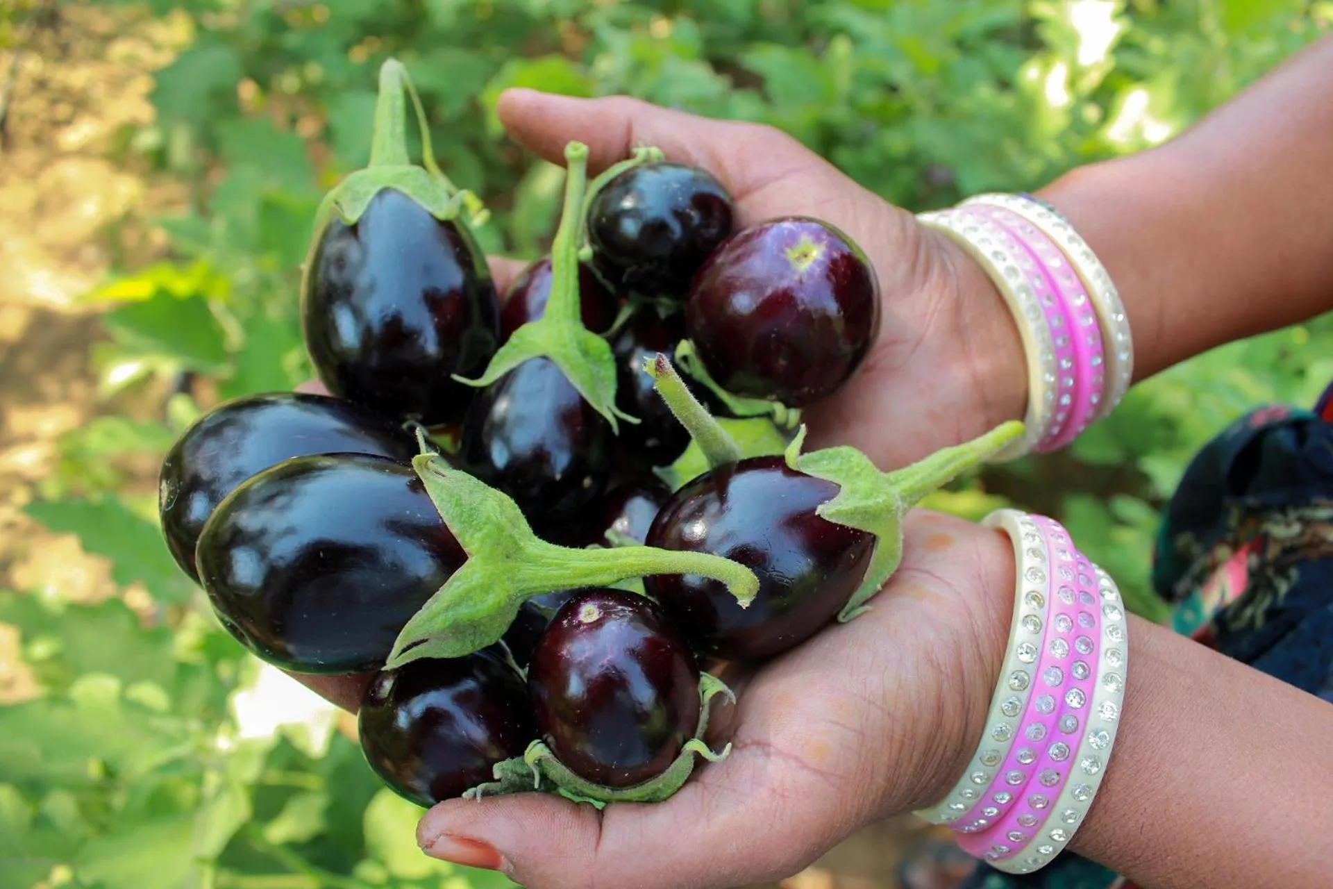 Garden in PushkarOrganic - Lux farm resort with pool