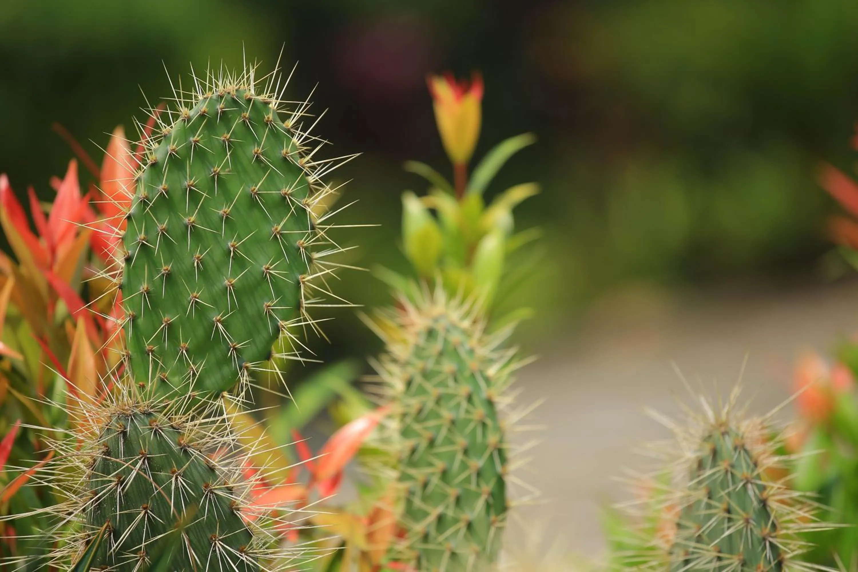 Restaurant/places to eat in Home Bliss Hotel- Fort portal Uganda