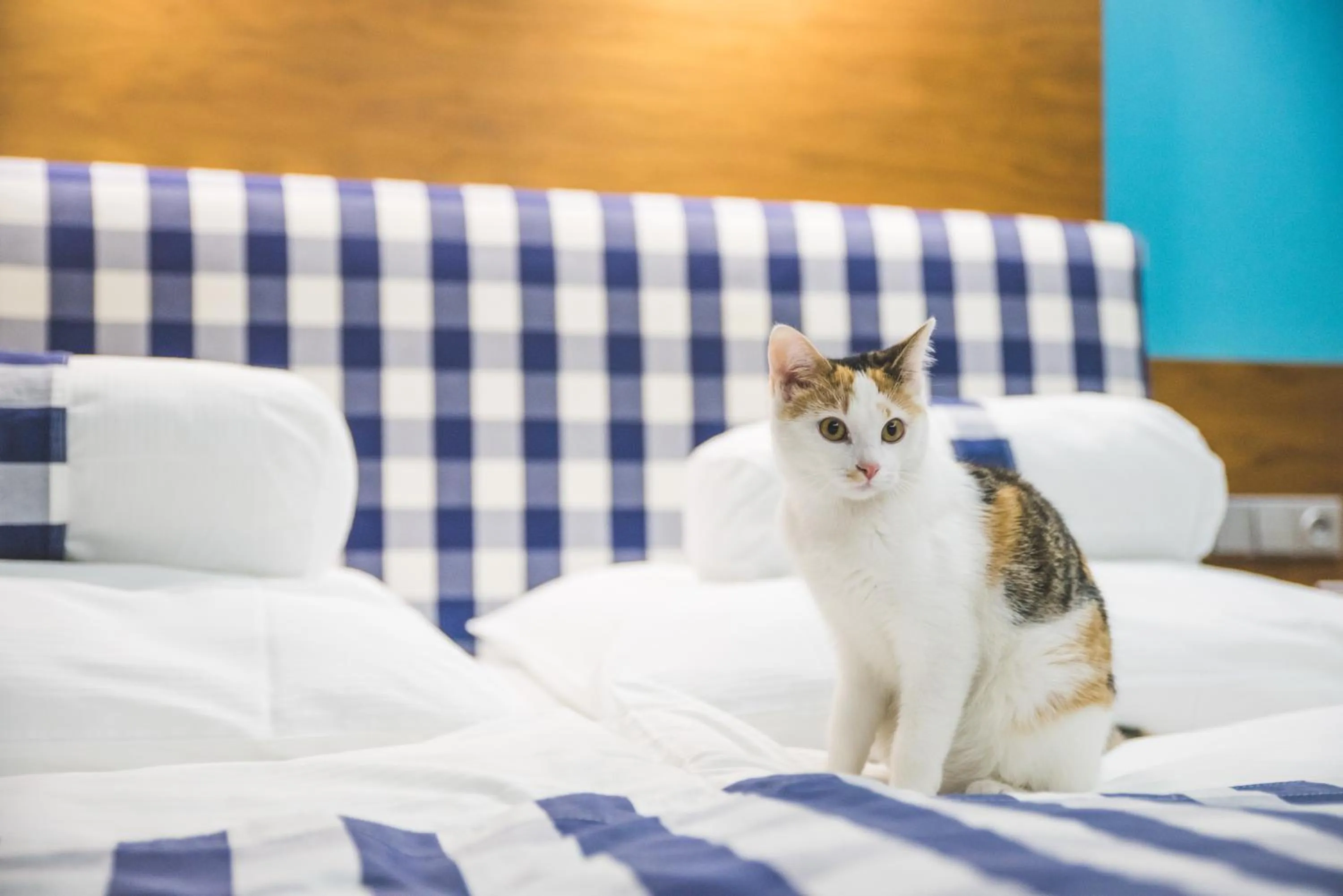 Pets, Bed in Restaurant & Design Hotel Noem Arch