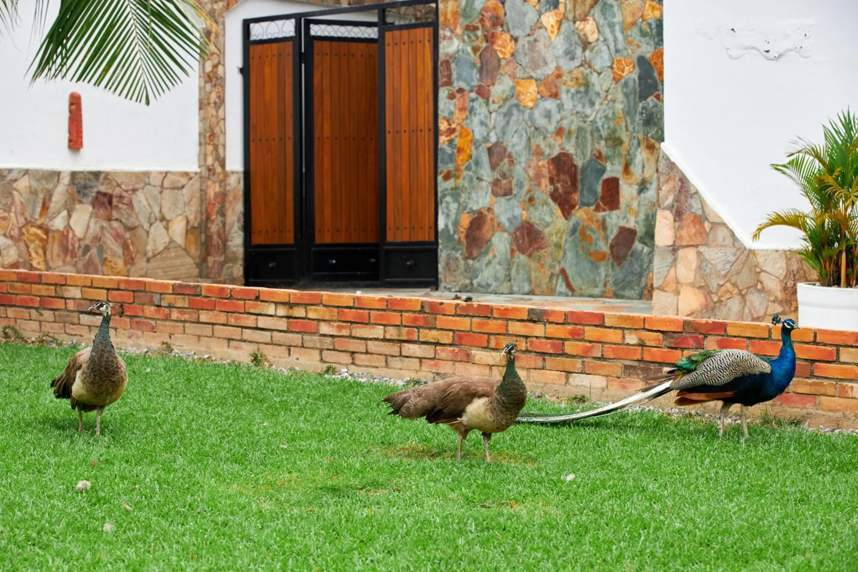 Animals in The Haven Boutique Hotel