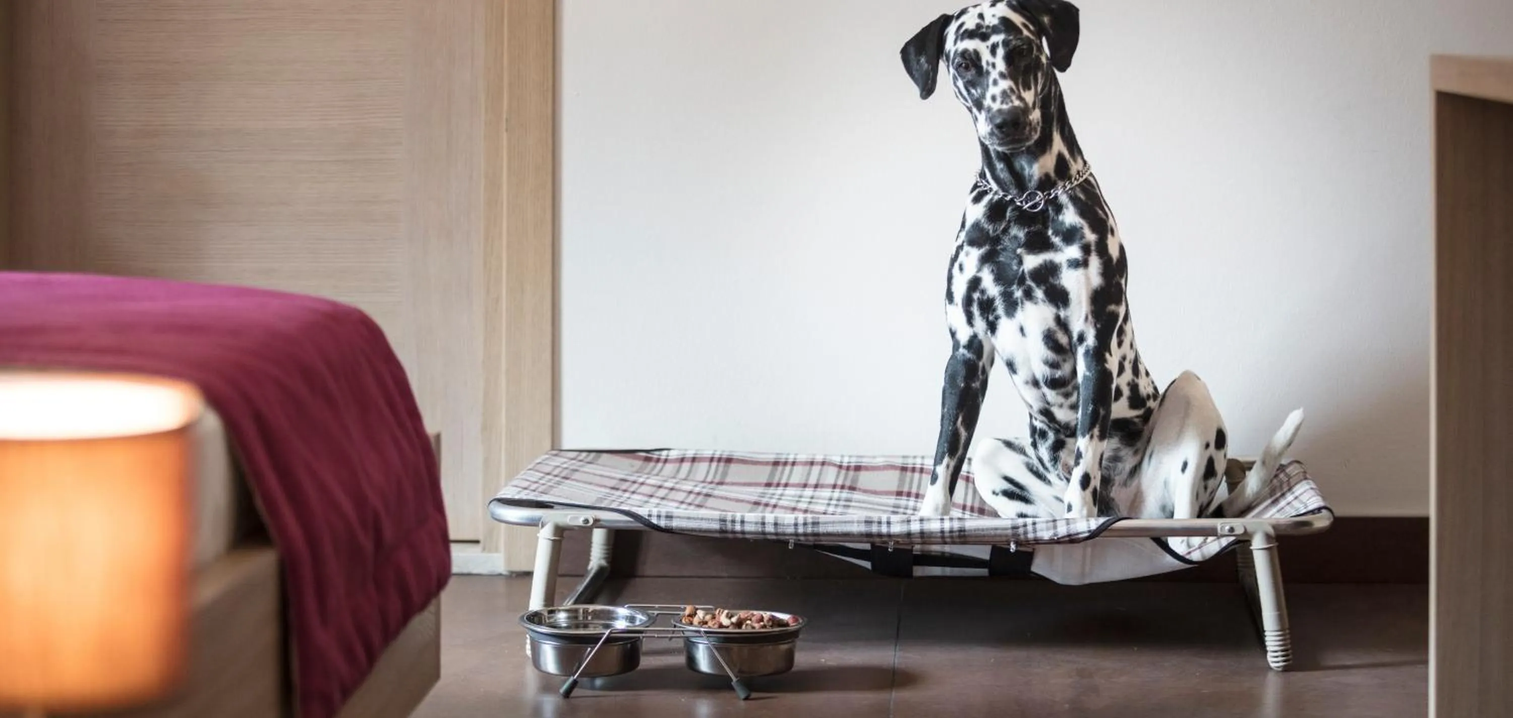 Animals in Hotel Enzo Moro