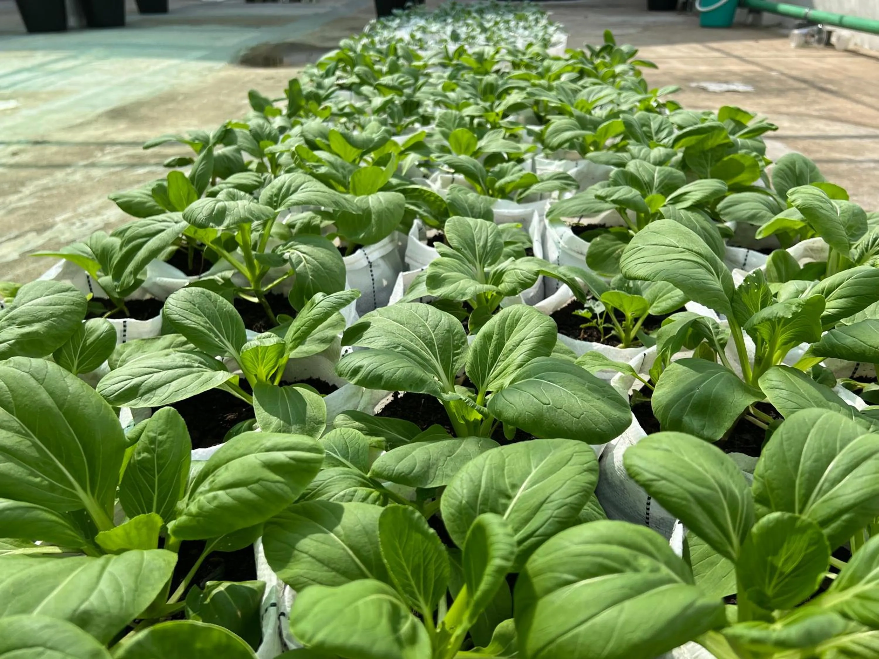 Balcony/Terrace in Niagara Hotel