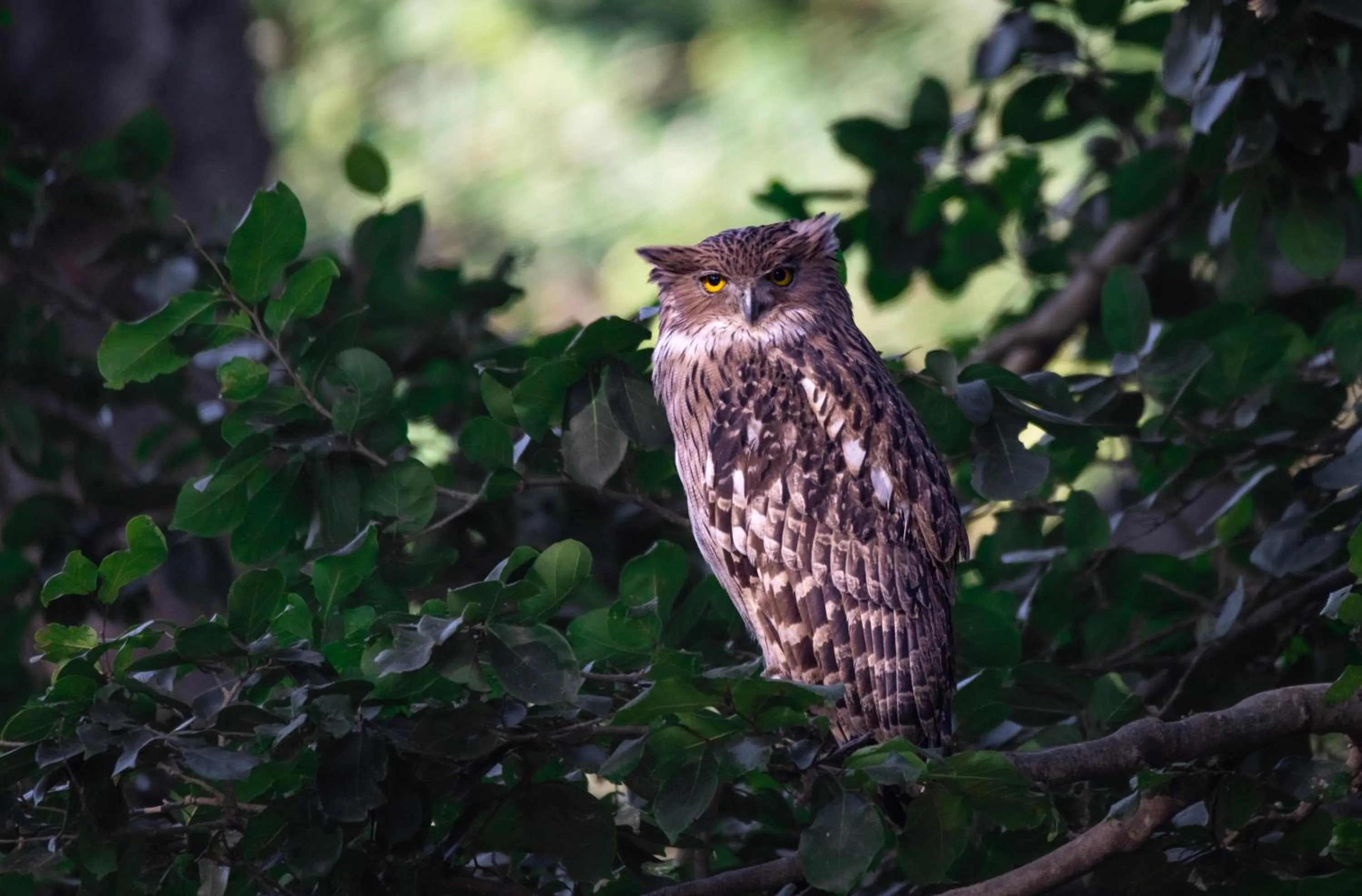 Animals in Aalia Jungle Retreat and Spa, Bandarjudh, Haridwar - Araiya Anthology