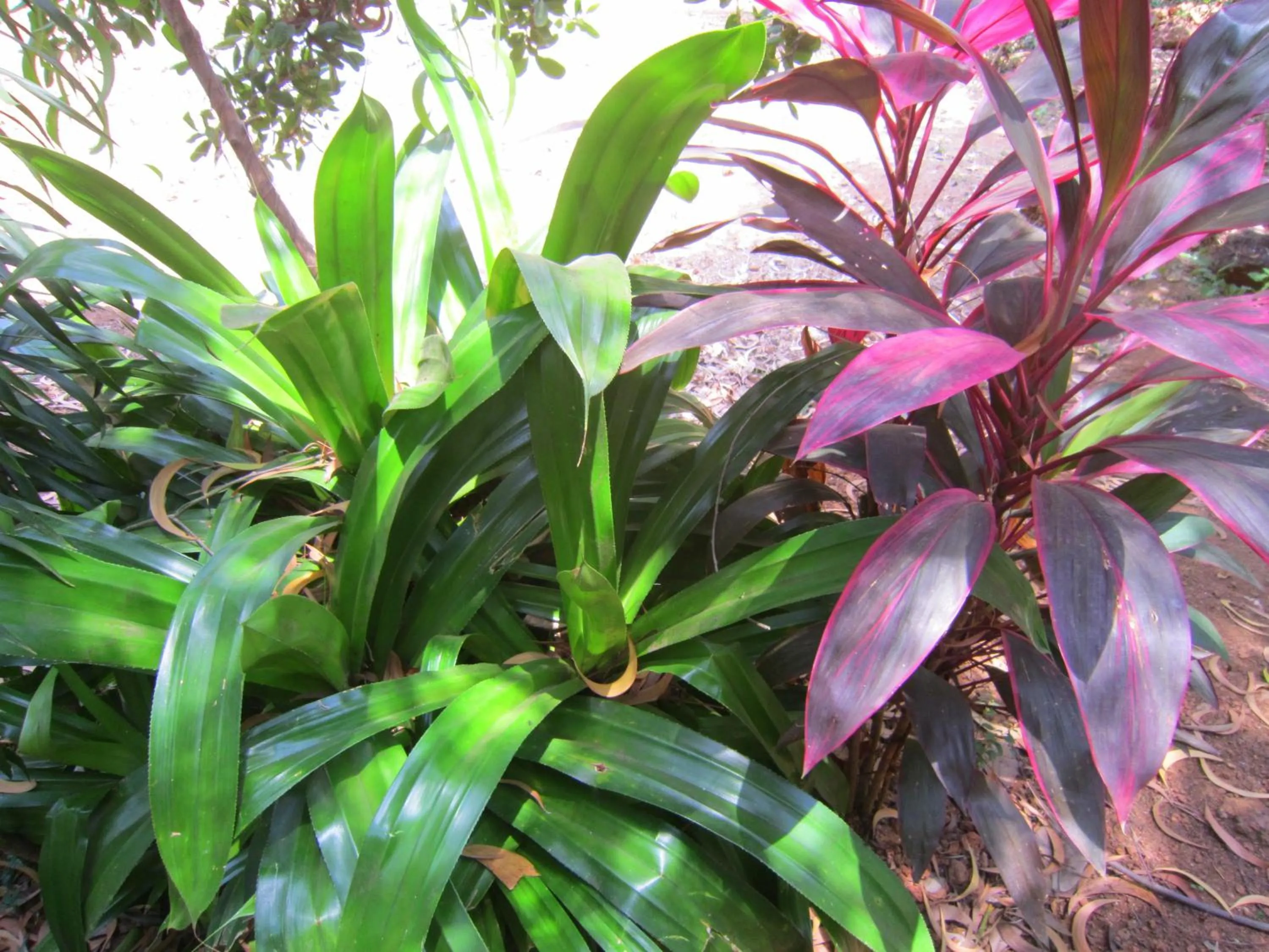 Garden in Namaste Yoga Farm