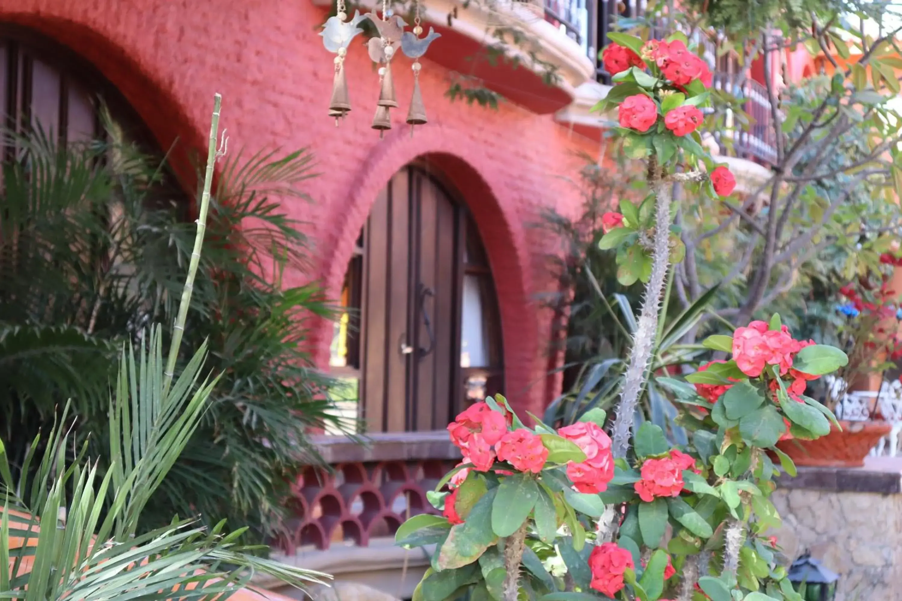Garden in Collection O Casa Bella Hotel Boutique, Cabo San Lucas Garden in Collection O Casa Bella Hotel Boutique, Cabo San Lucas