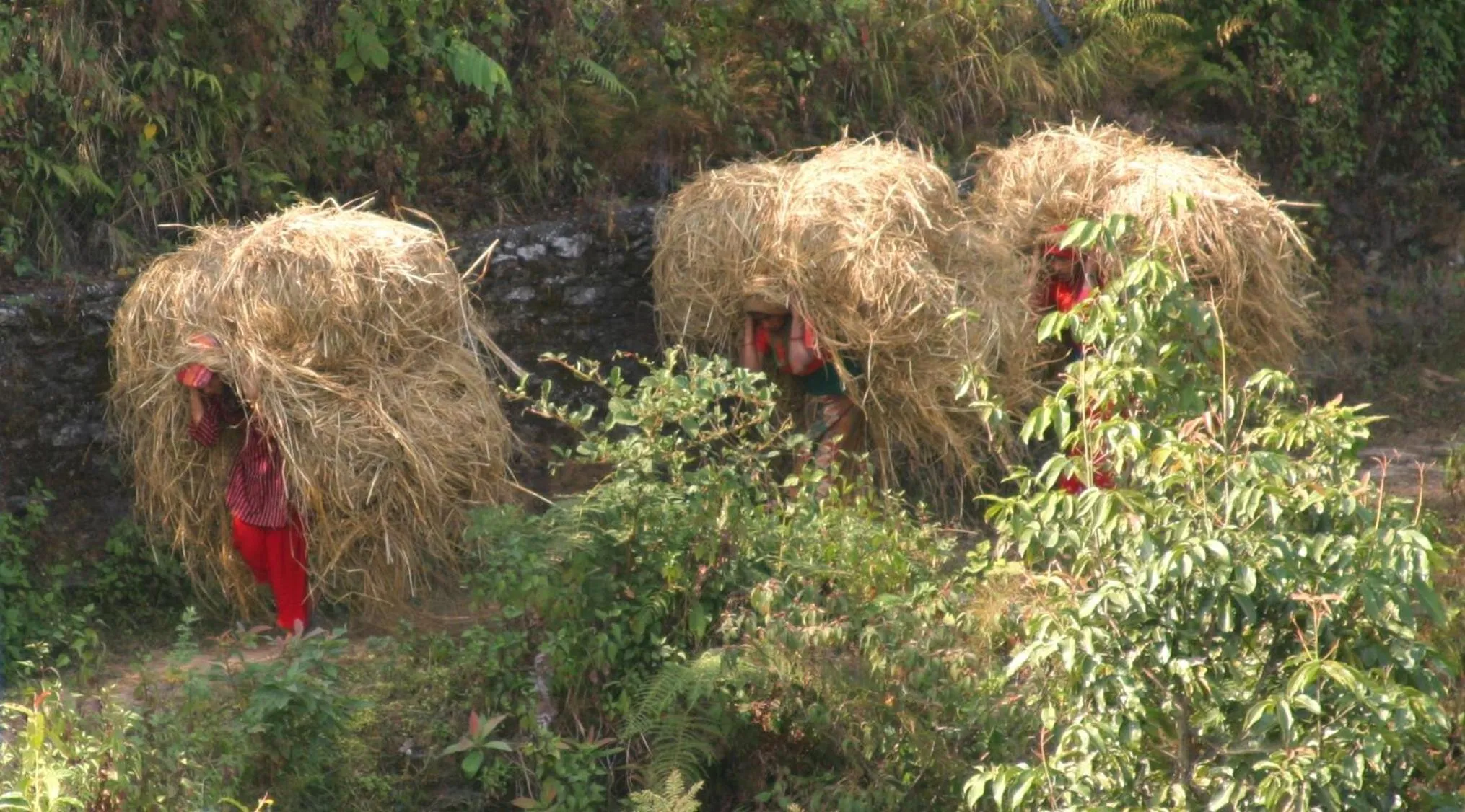 Other in Peace Dragon Lodge