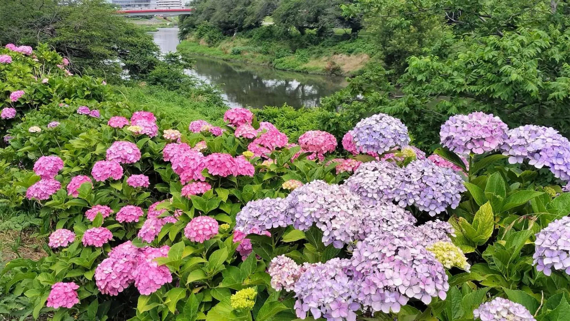 Nearby landmark in Toyoko Inn Shiki eki Higashi guchi