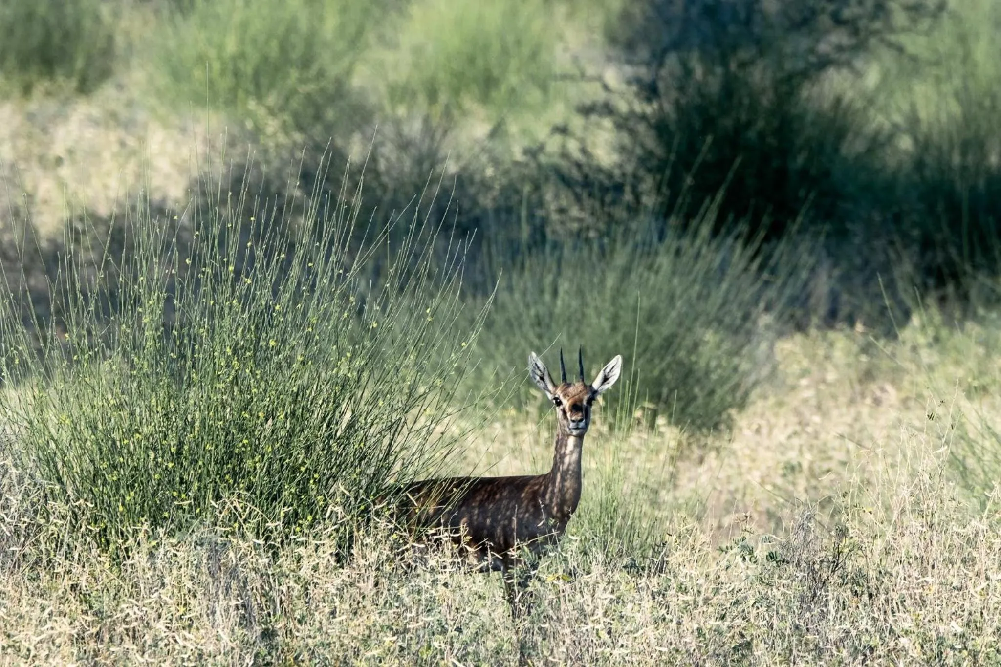 Animals in Kaner Retreat - India's First Desert Botanical Resort