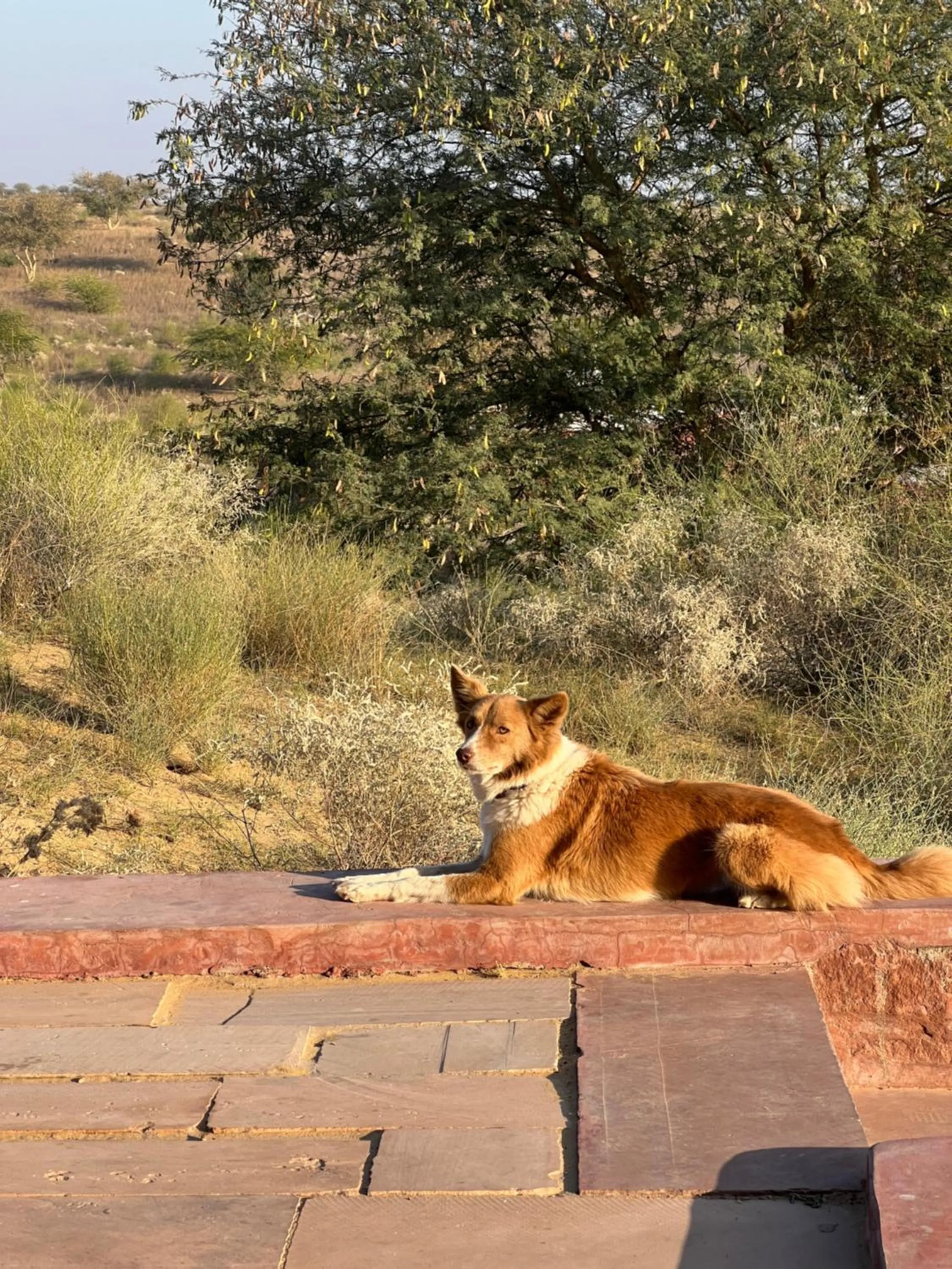 pet friendly in Kaner Retreat - India's First Desert Botanical Resort