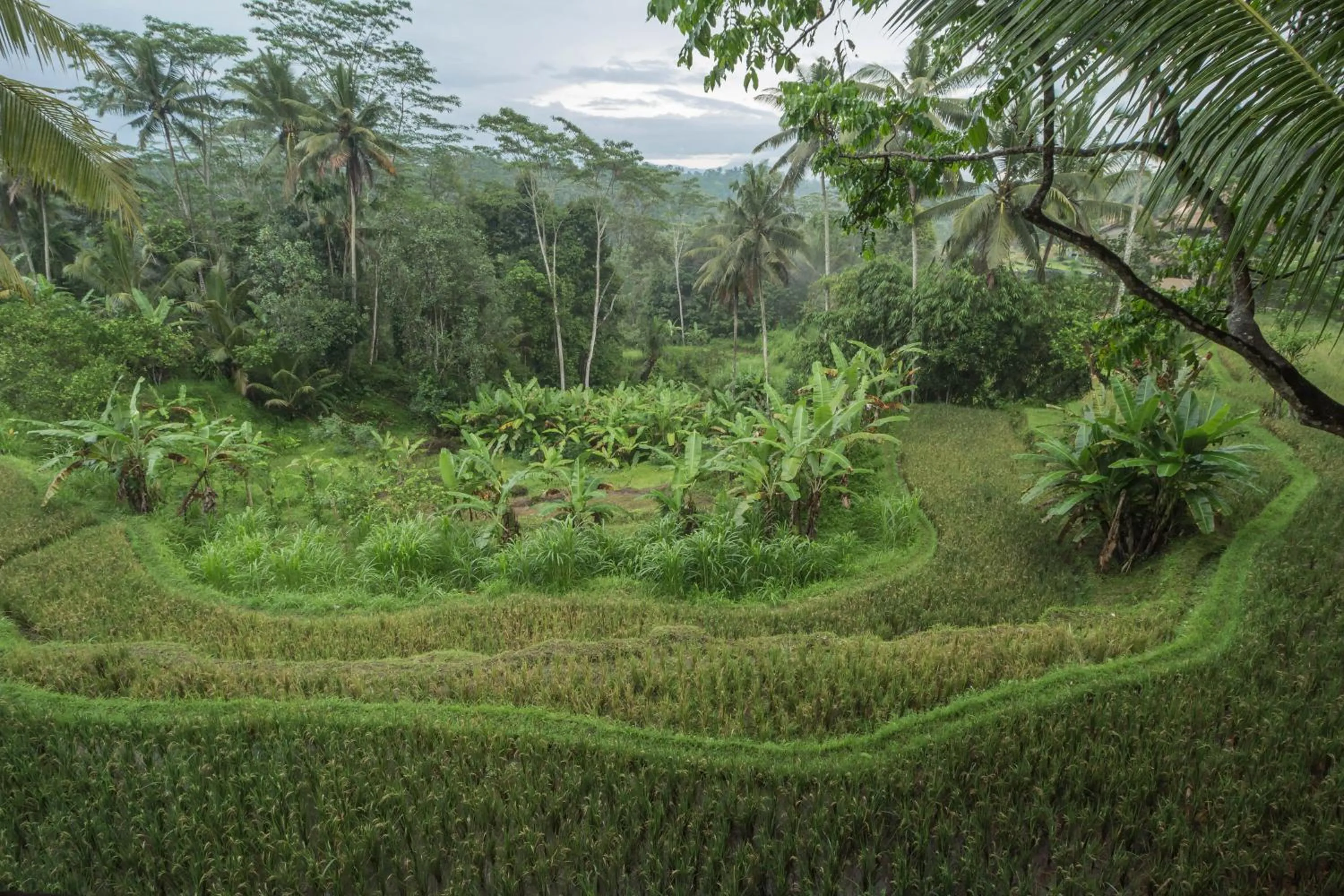 View (from property/room) in Masakali Retreat