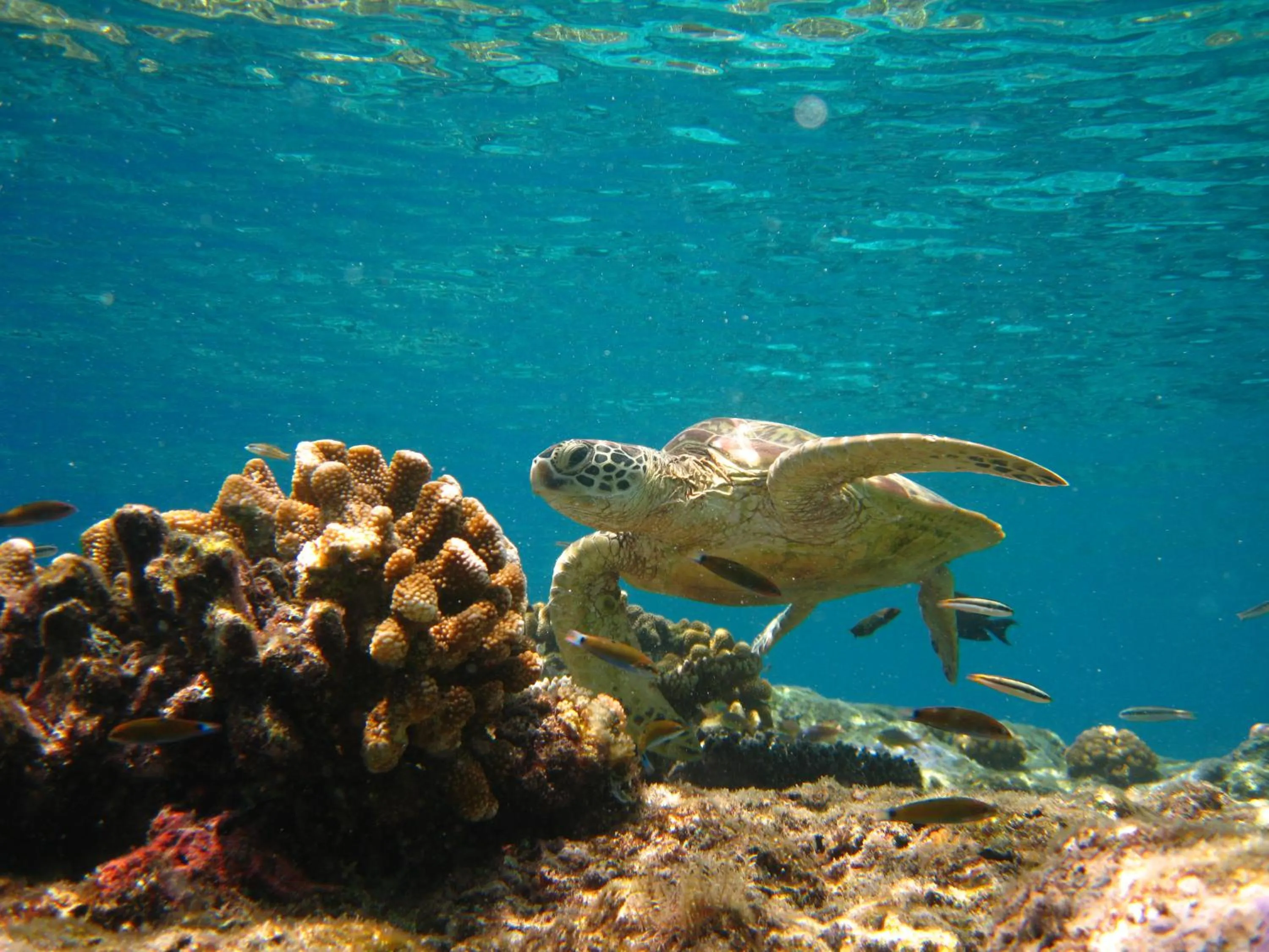 Diving in Sipadan Inn Service Apartments Semporna