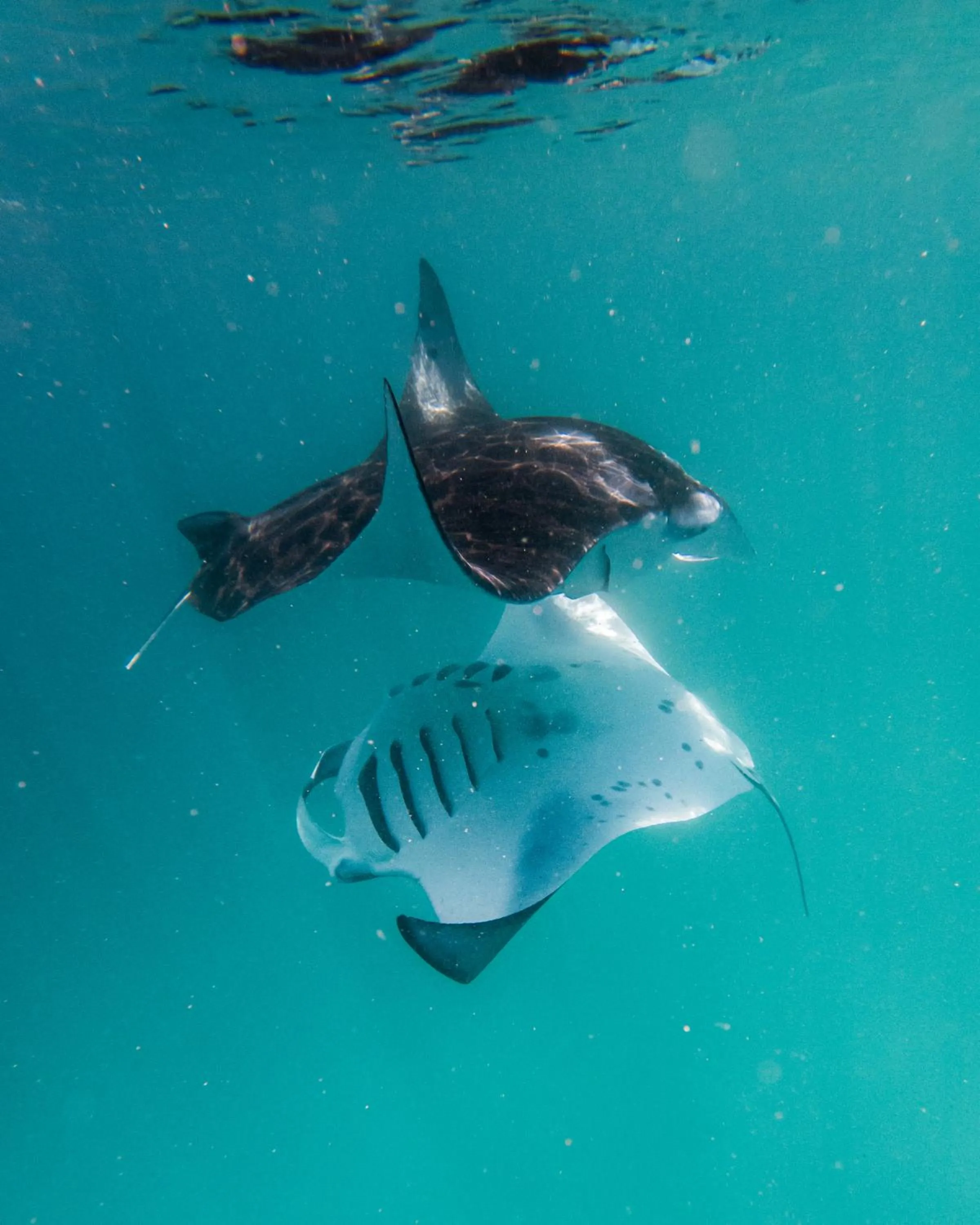 Snorkeling in Beach Stone