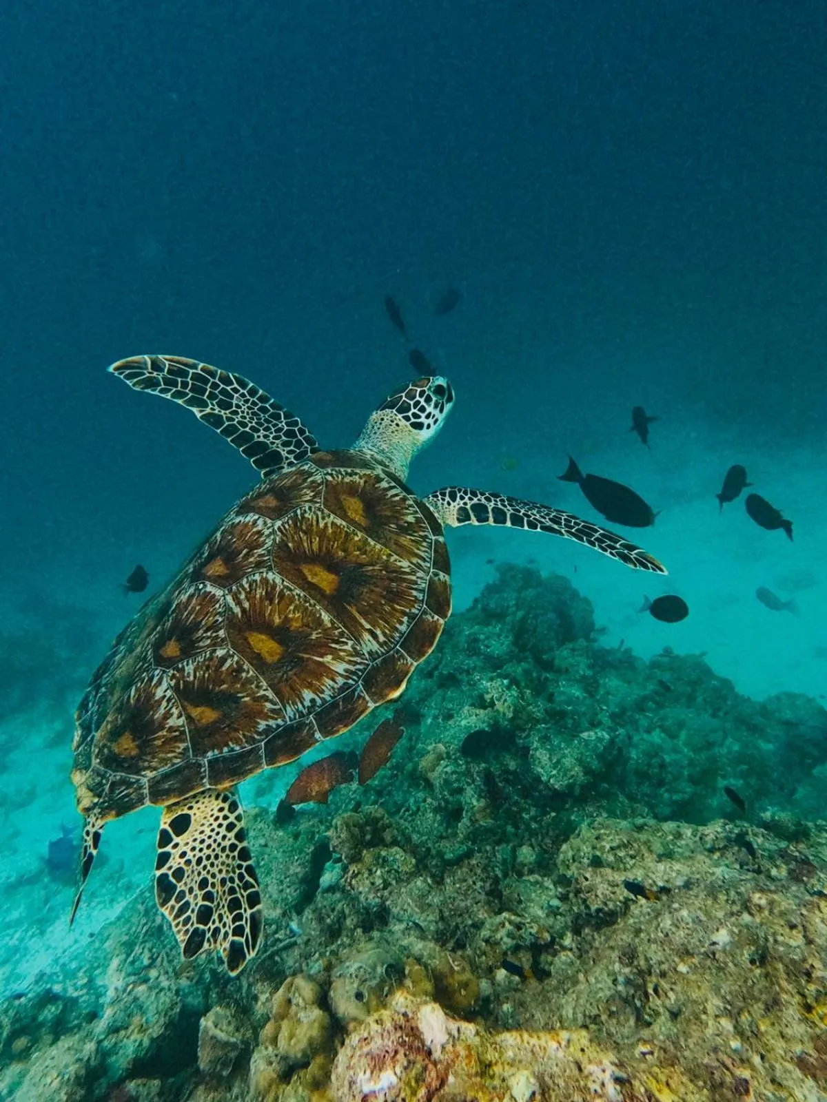 Snorkeling in Beach Stone