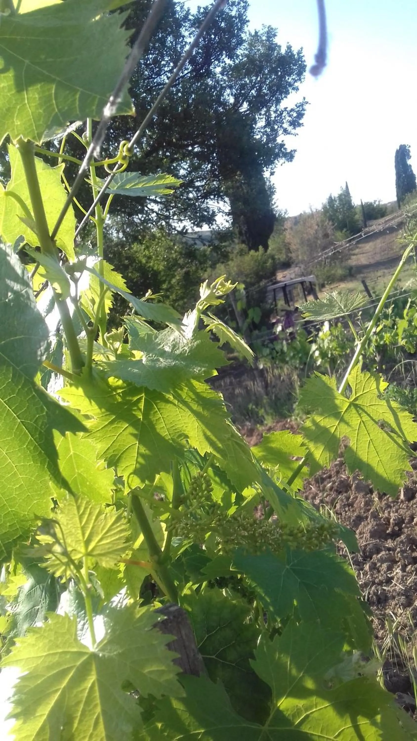 Cordella in Montalcino Wine Resort