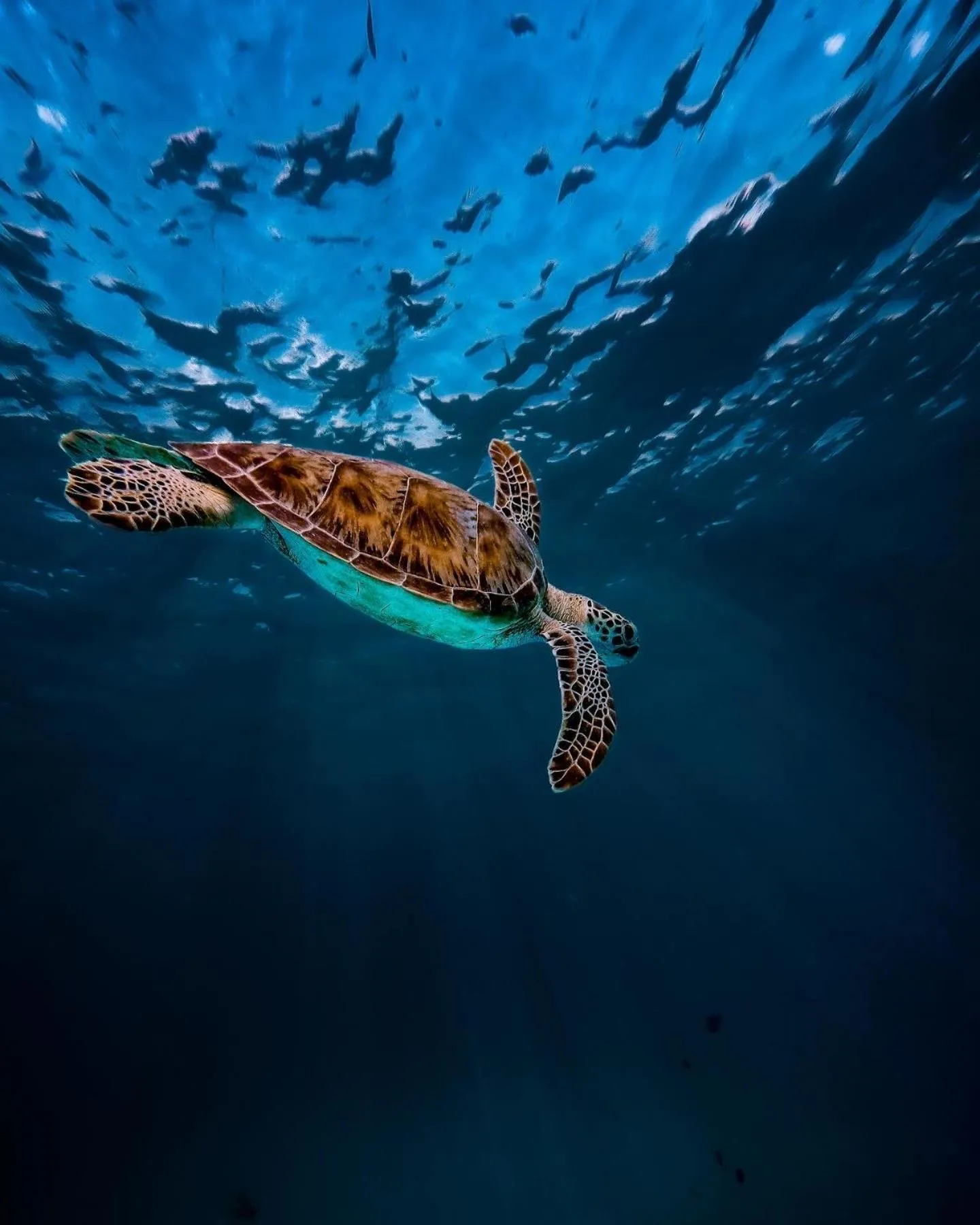 Animals in Summer Vibes Beach Front