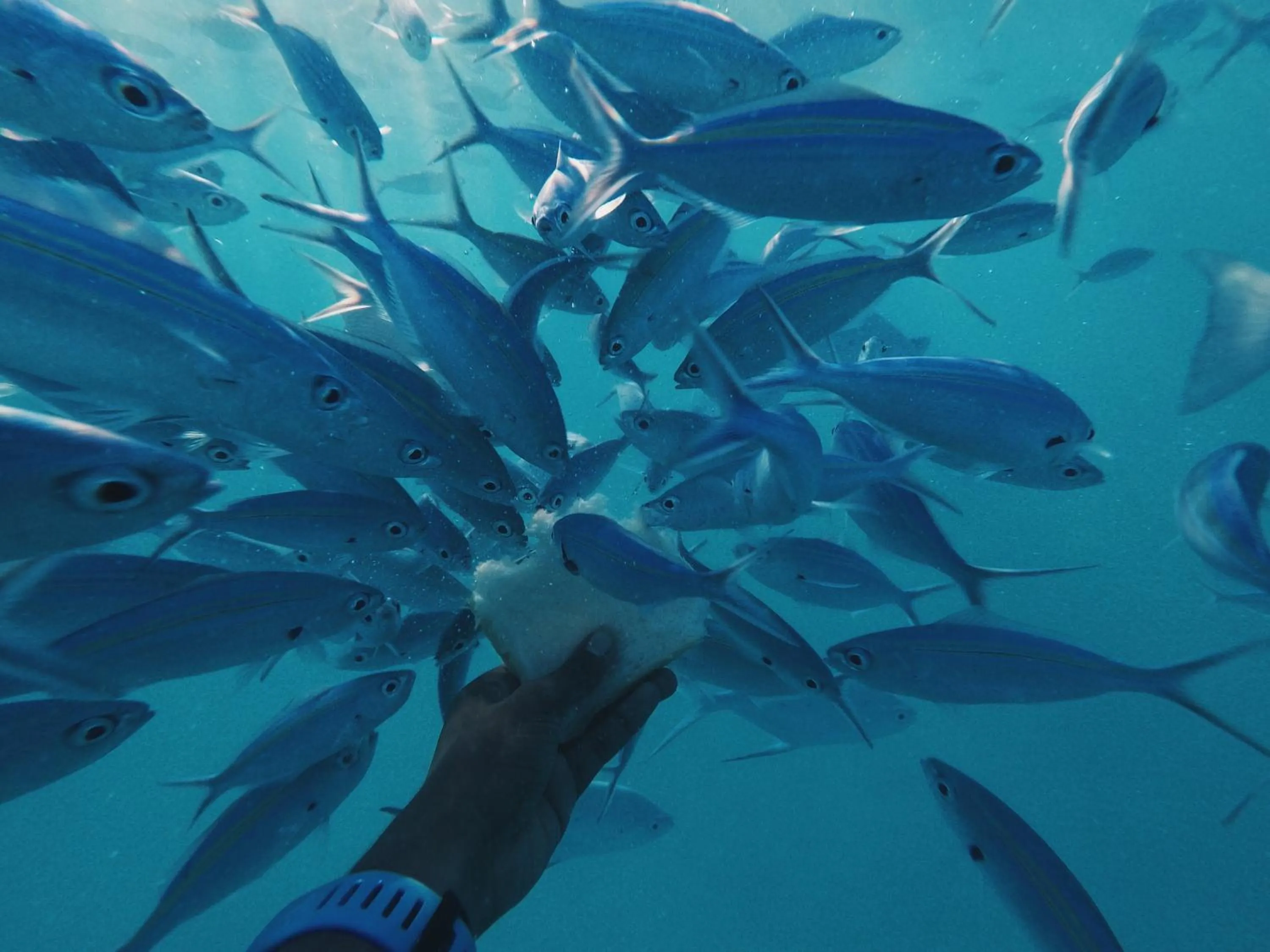 Snorkeling in Summer Vibes Beach Front