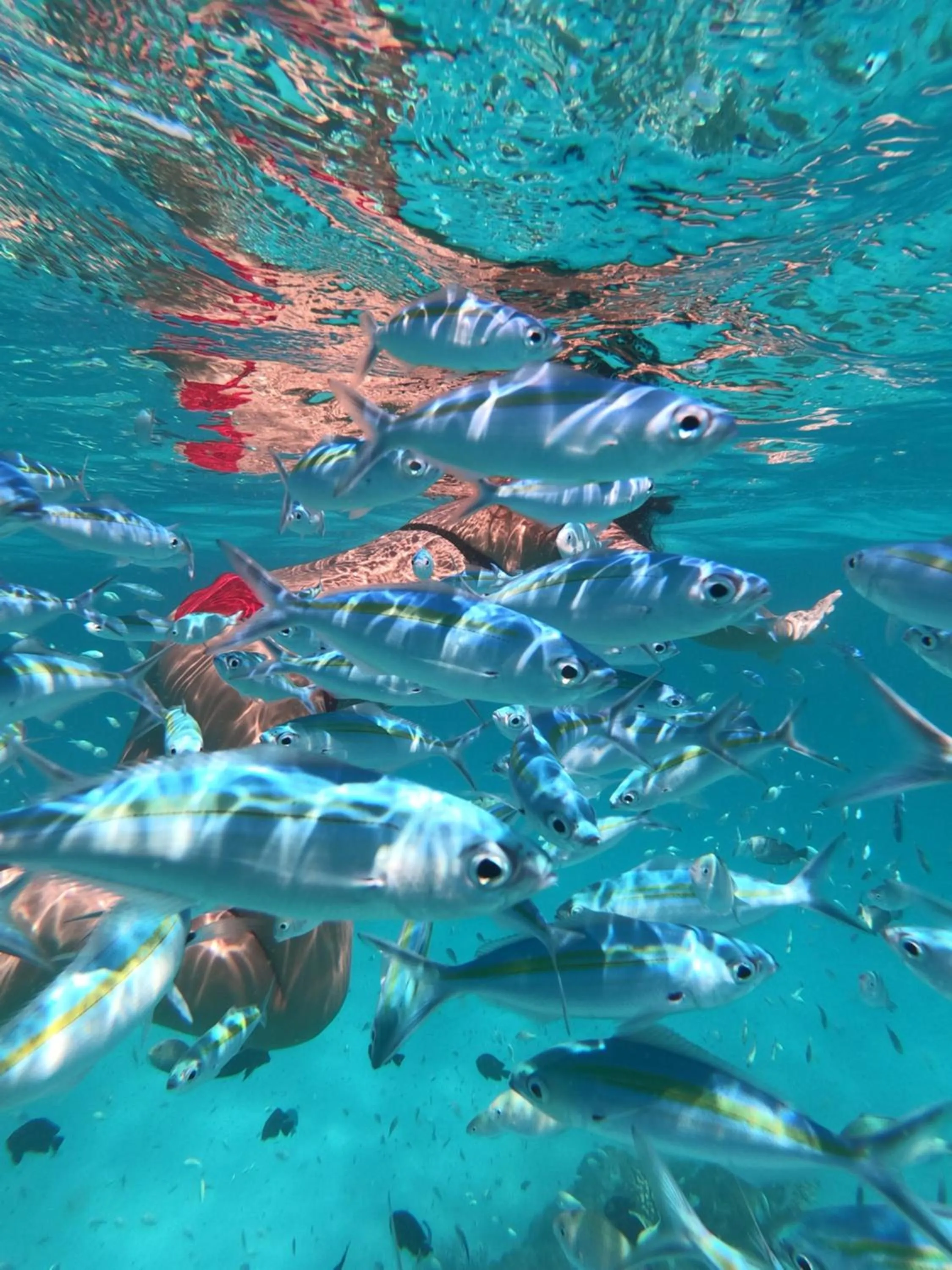 Snorkeling in Summer Vibes Beach Front