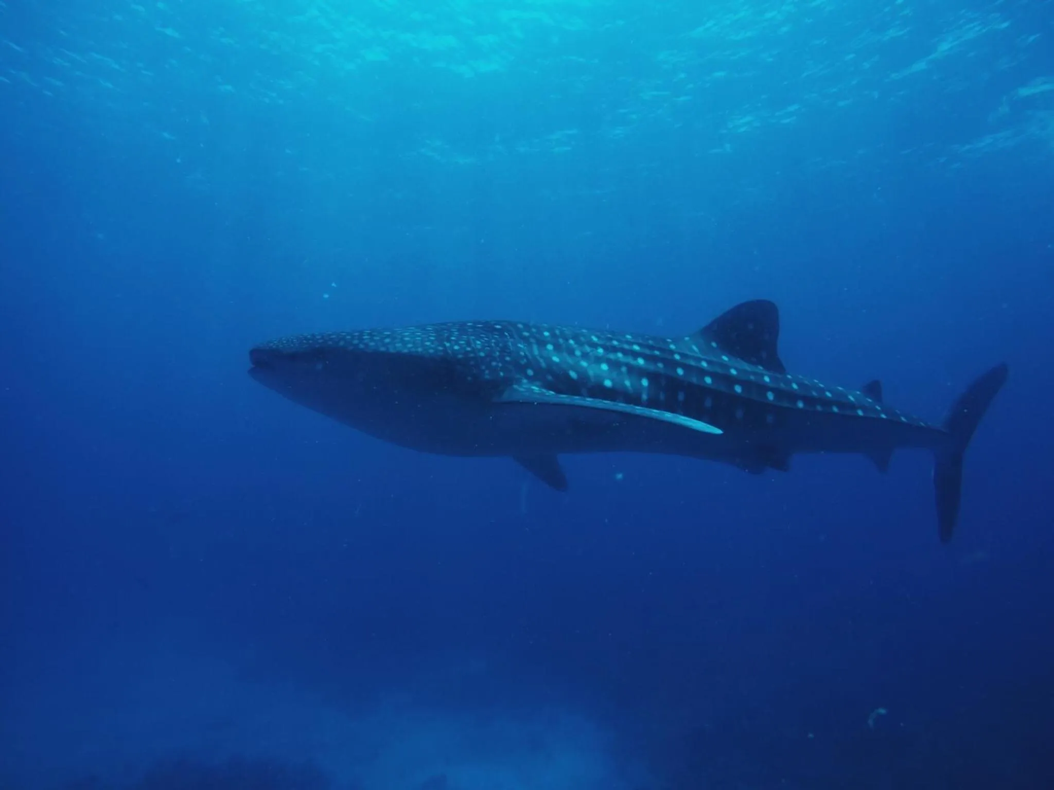 Snorkeling in Summer Vibes Beach Front