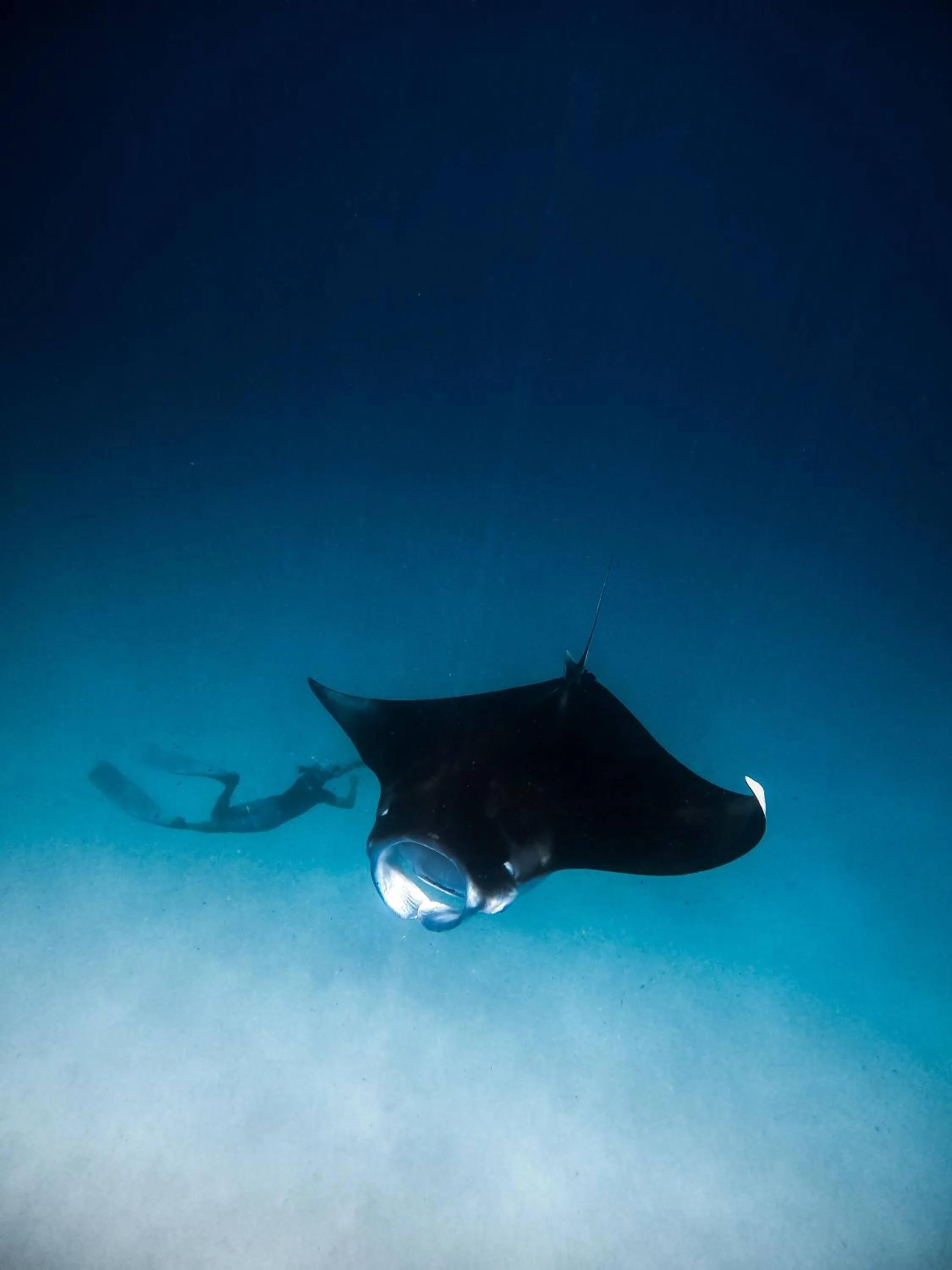 Animals in Summer Vibes Beach Front