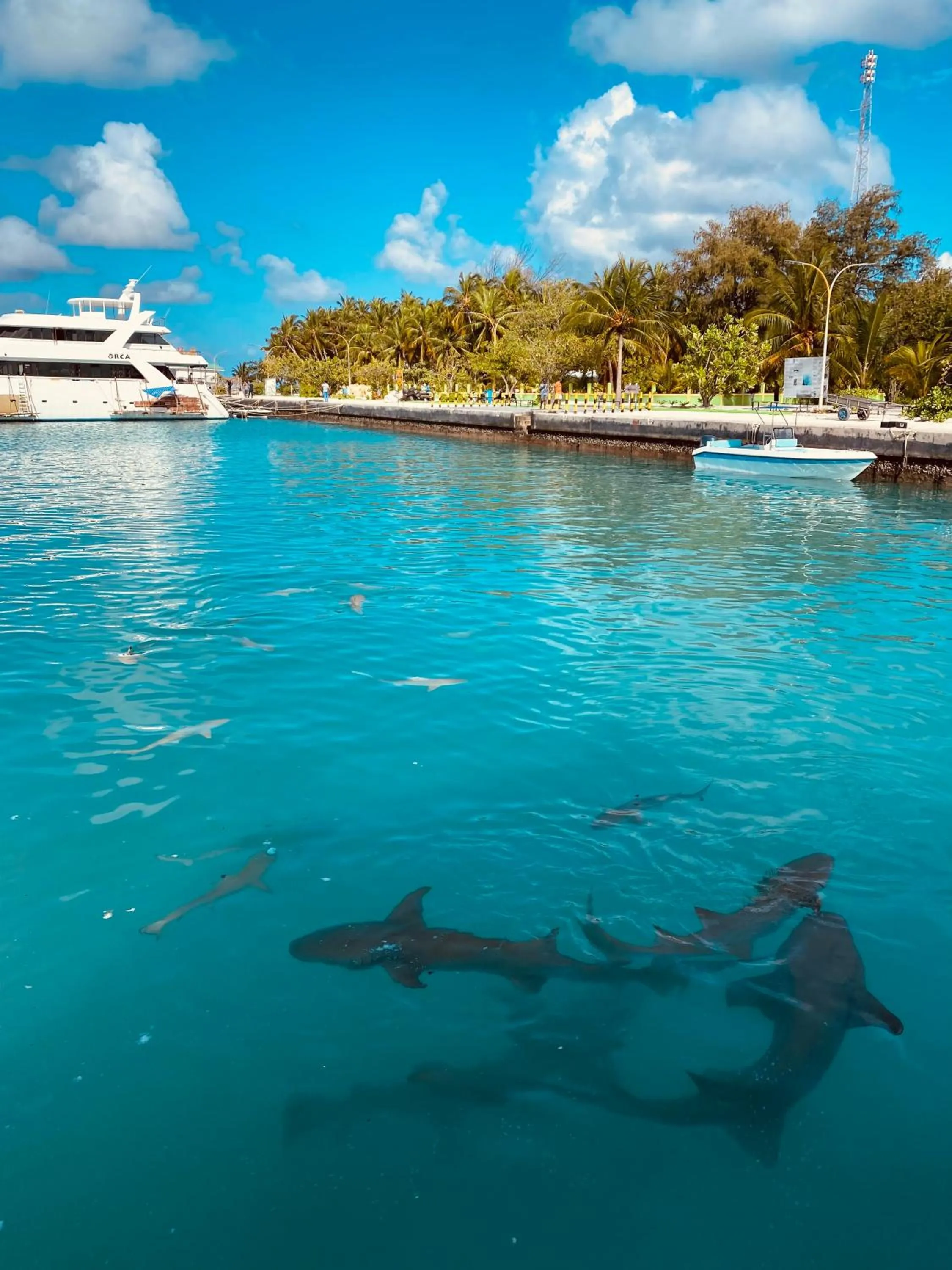 Natural landscape in Summer Vibes Beach Front