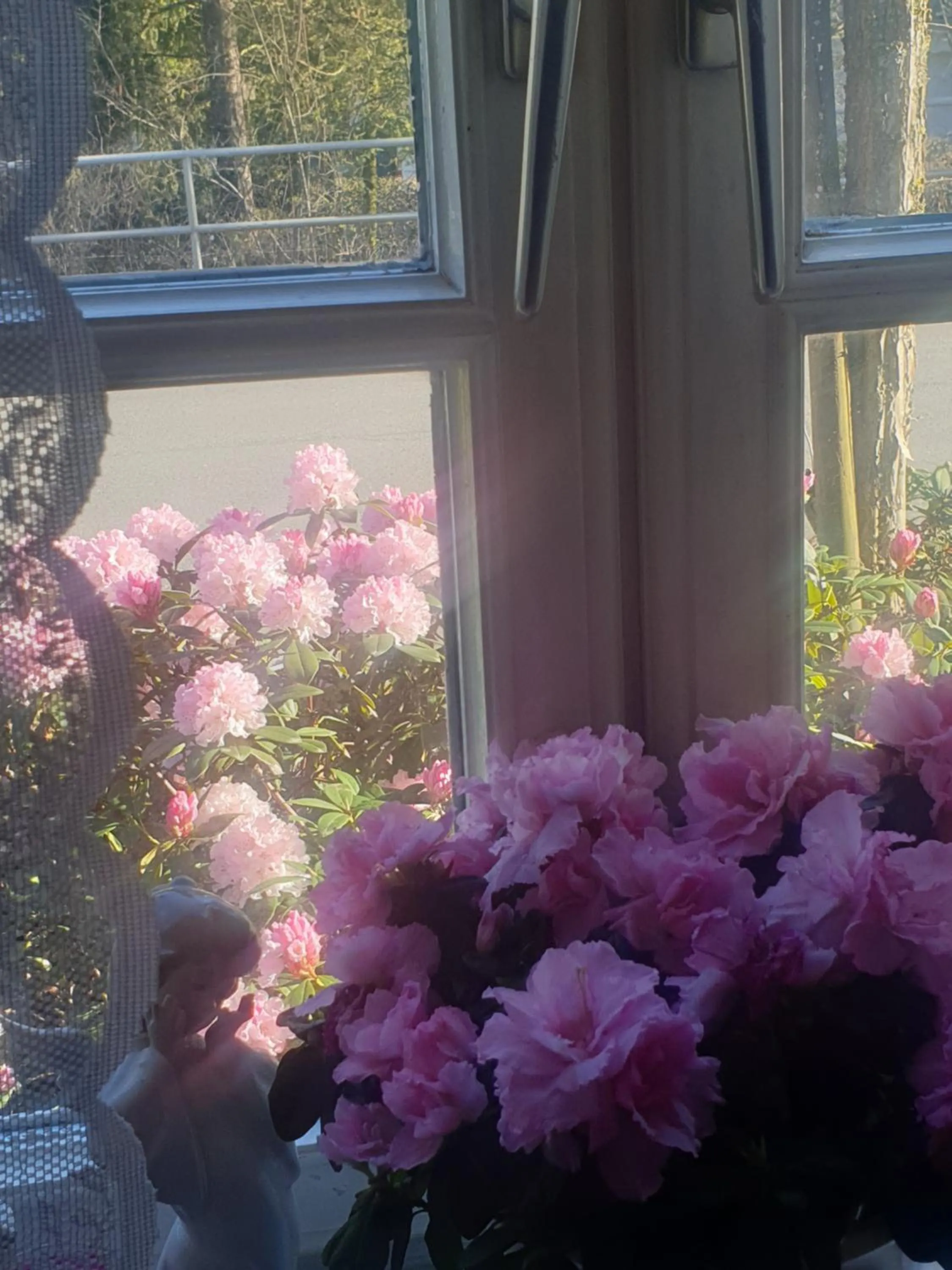 Garden view in Rosindell cottage