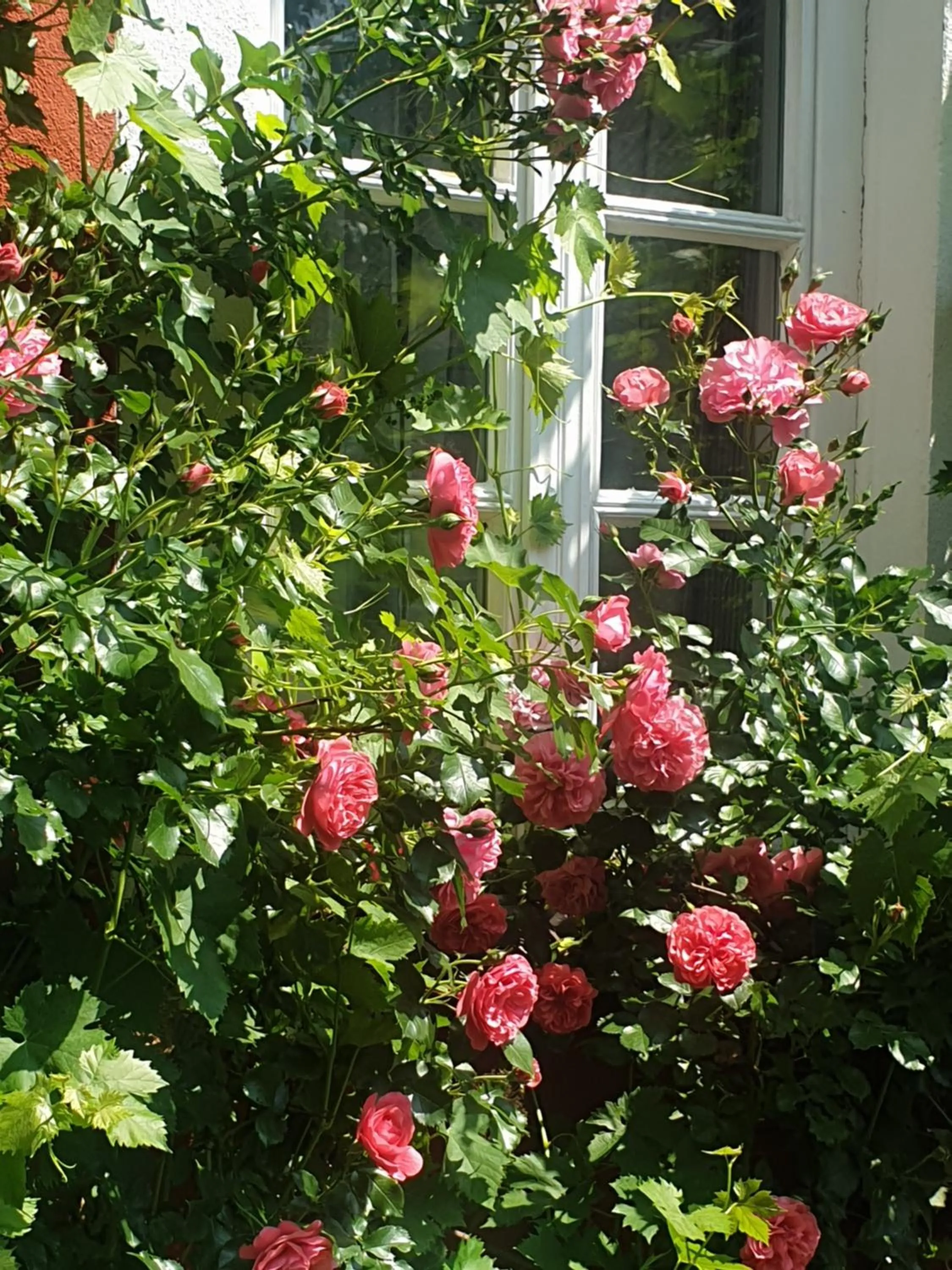 Garden in Rosindell cottage