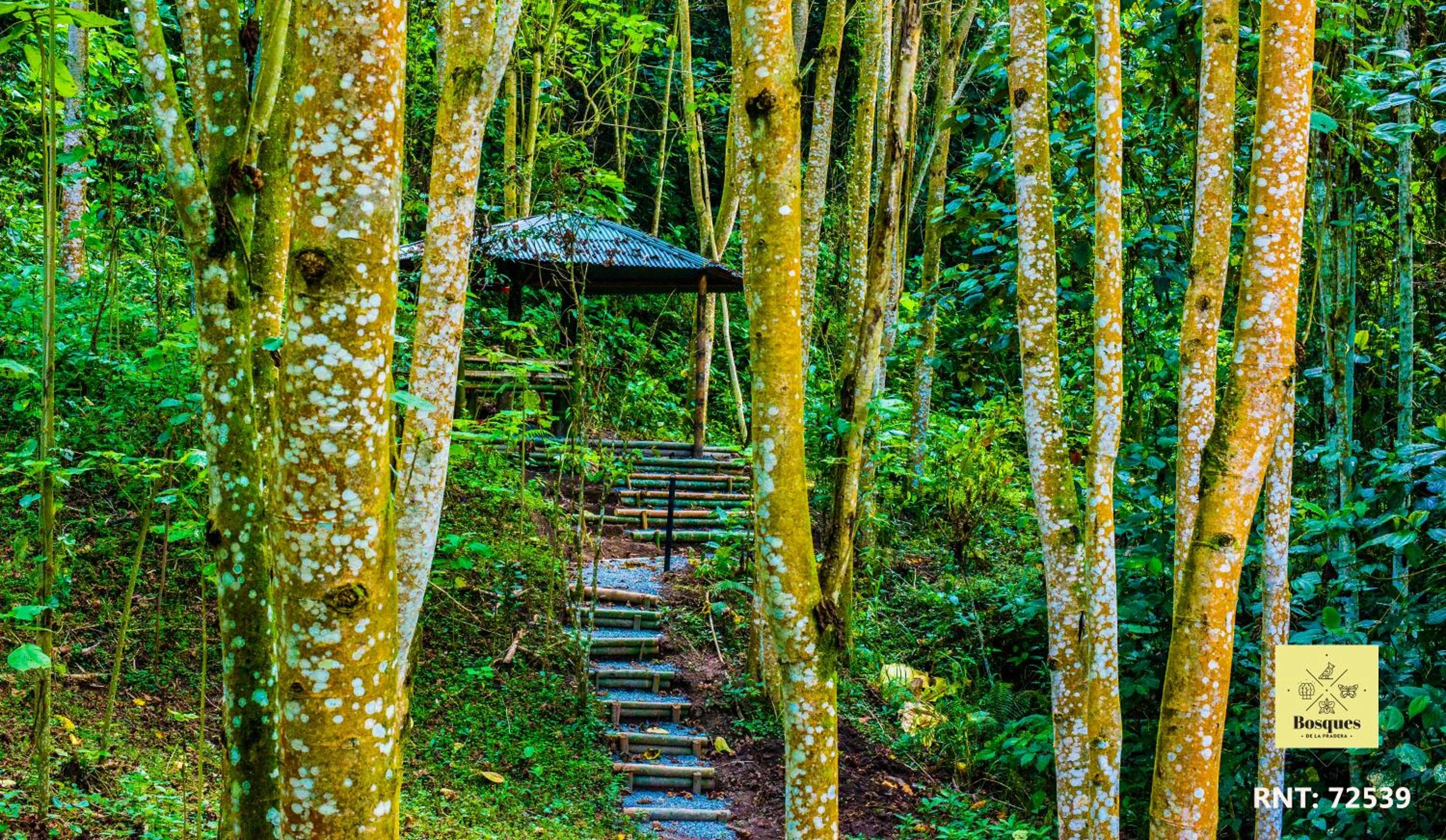 Bosques de la Pradera