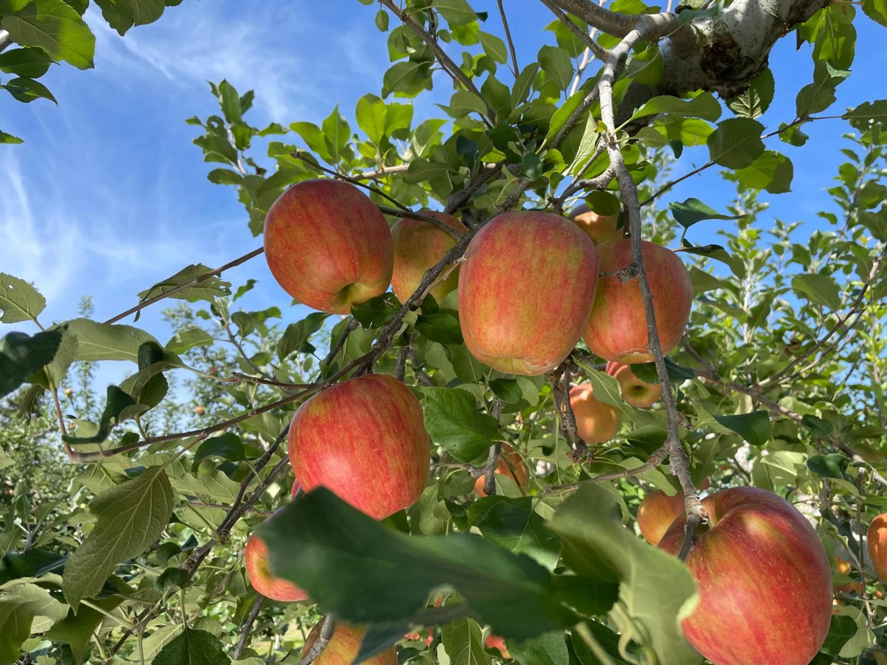 Off site in Petit Hotel Kazekozou