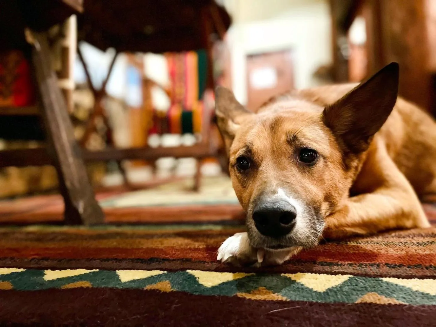 Pets in Petit Hotel Kazekozou