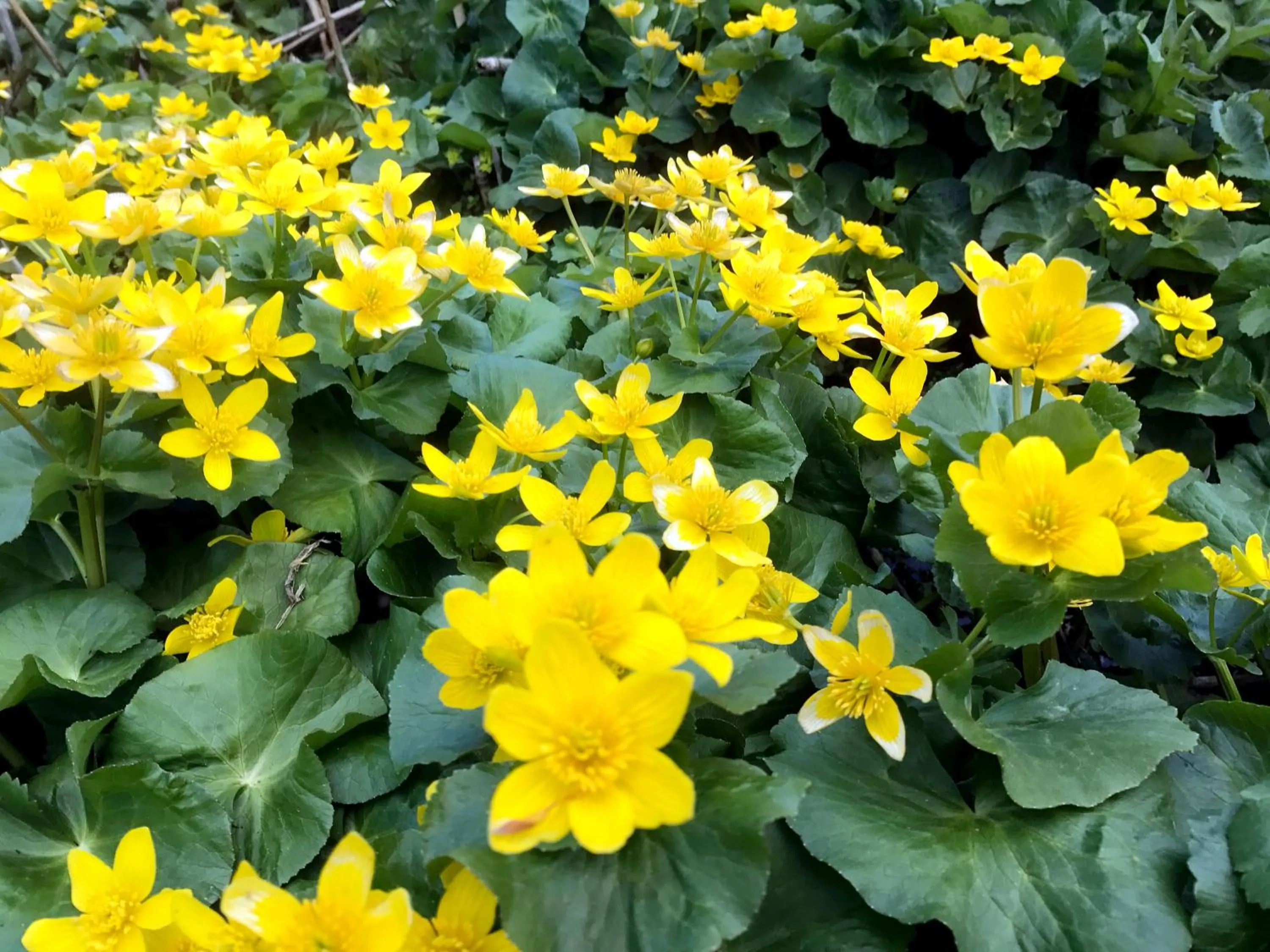Natural landscape in Petit Hotel Kazekozou