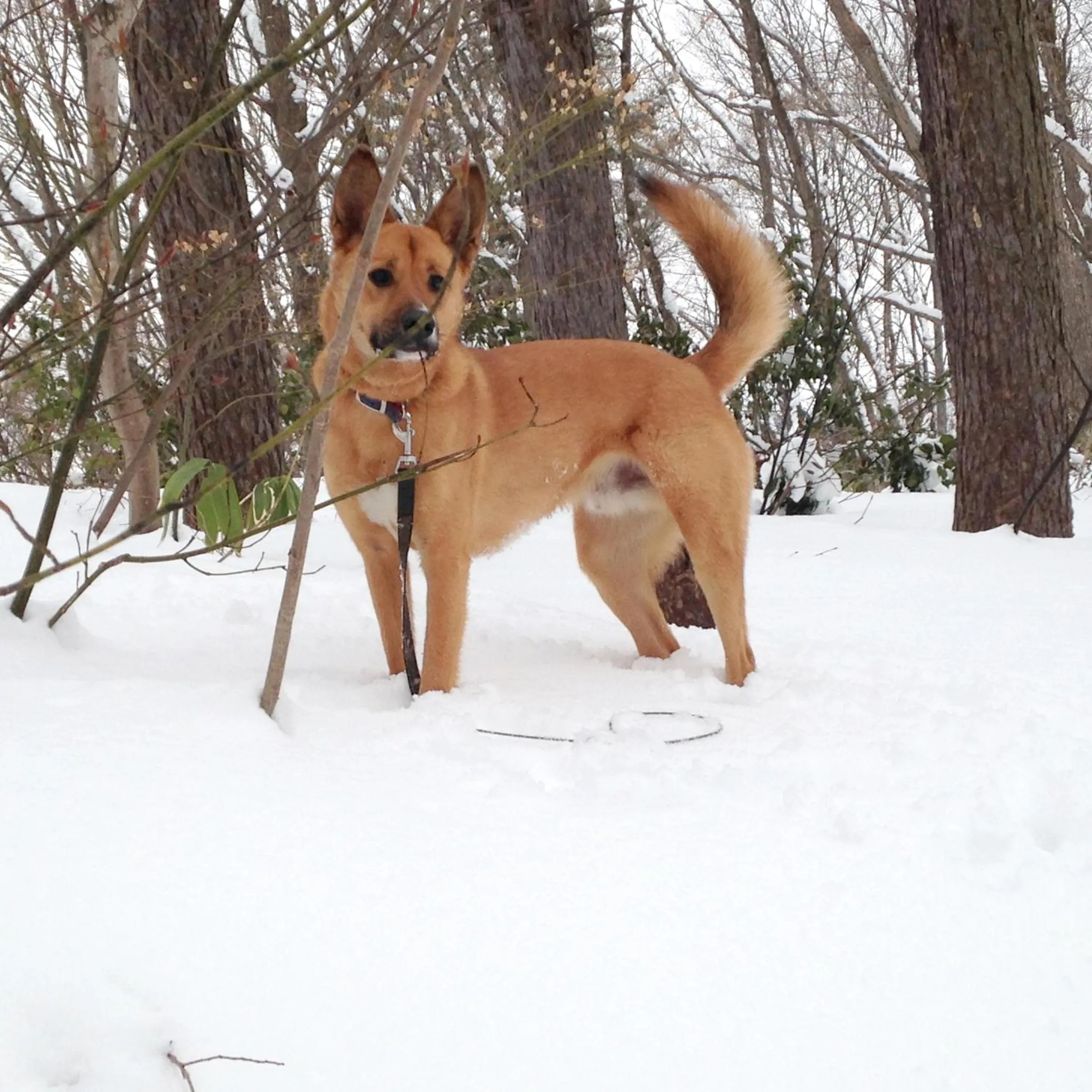 Pets in Petit Hotel Kazekozou