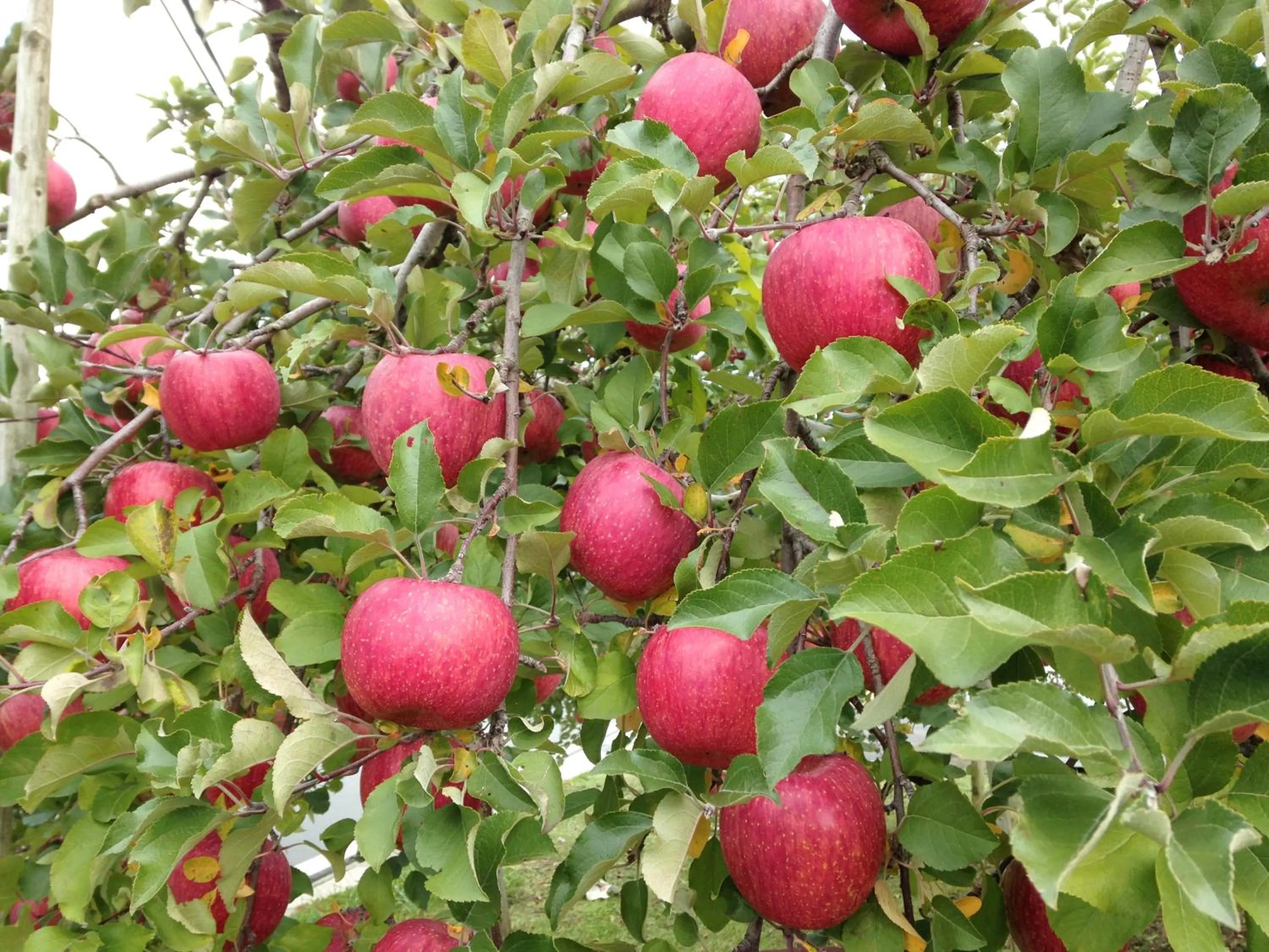 Natural landscape in Petit Hotel Kazekozou