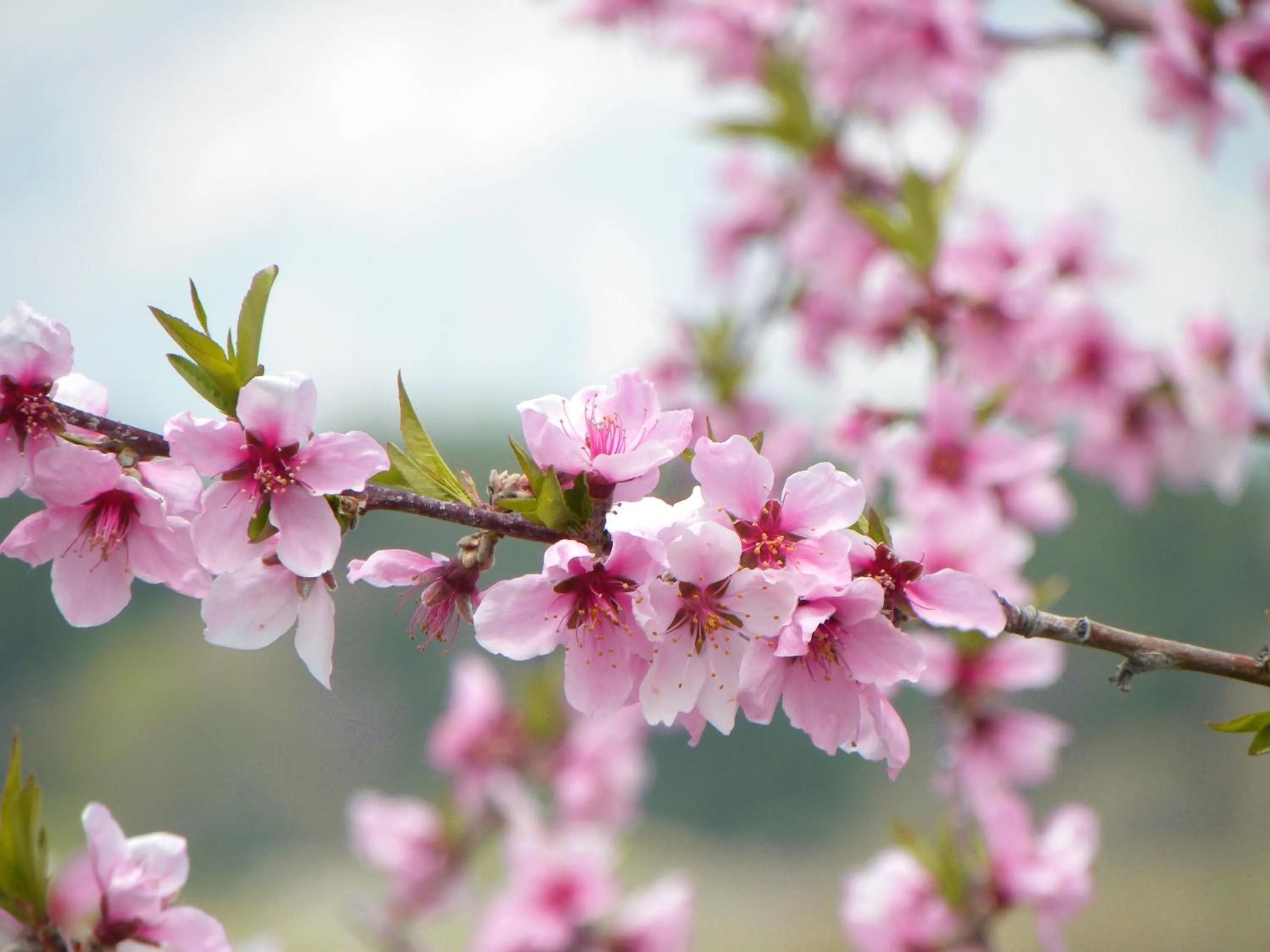 Natural landscape in Petit Hotel Kazekozou