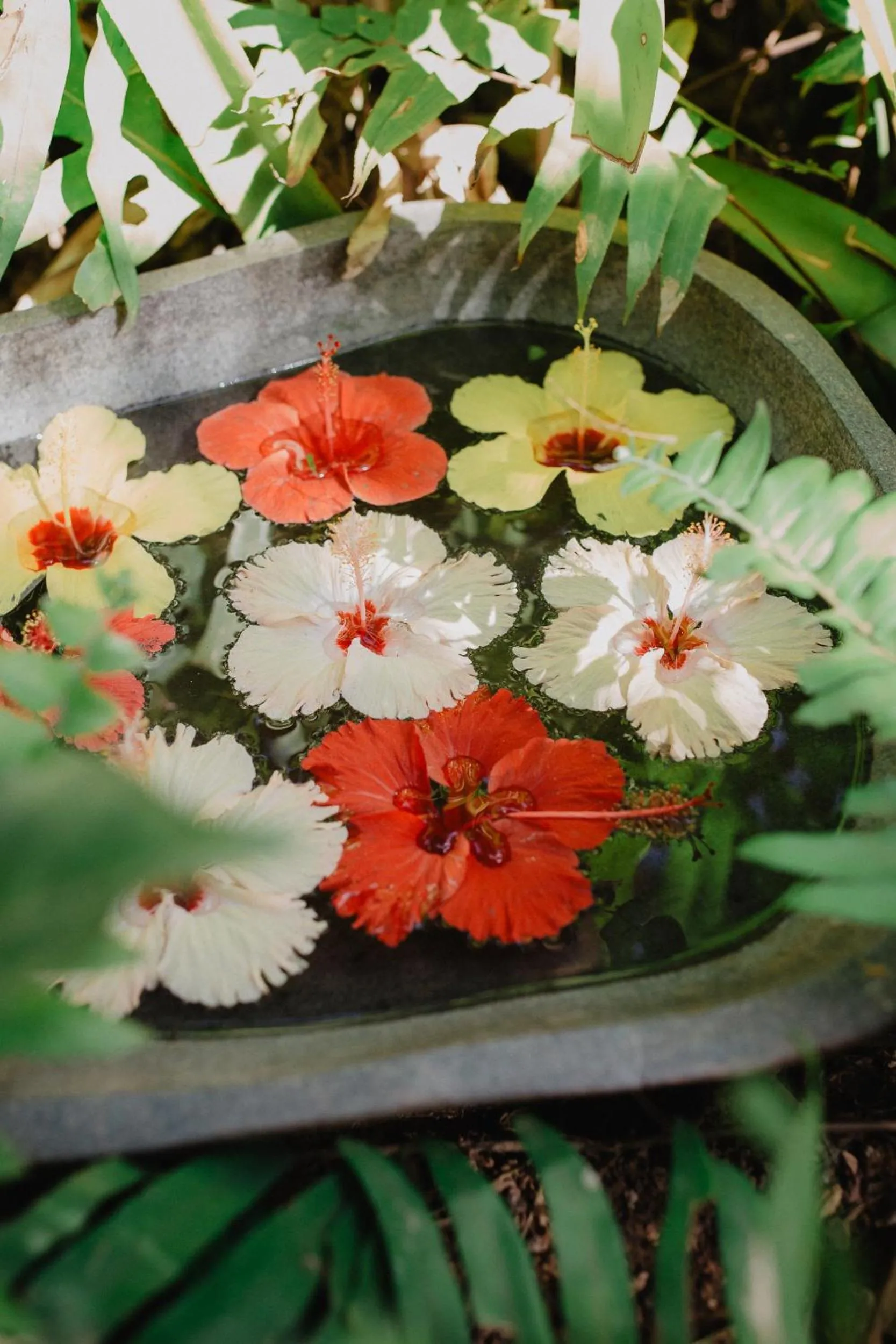 Garden in Paua Hotel Boutique