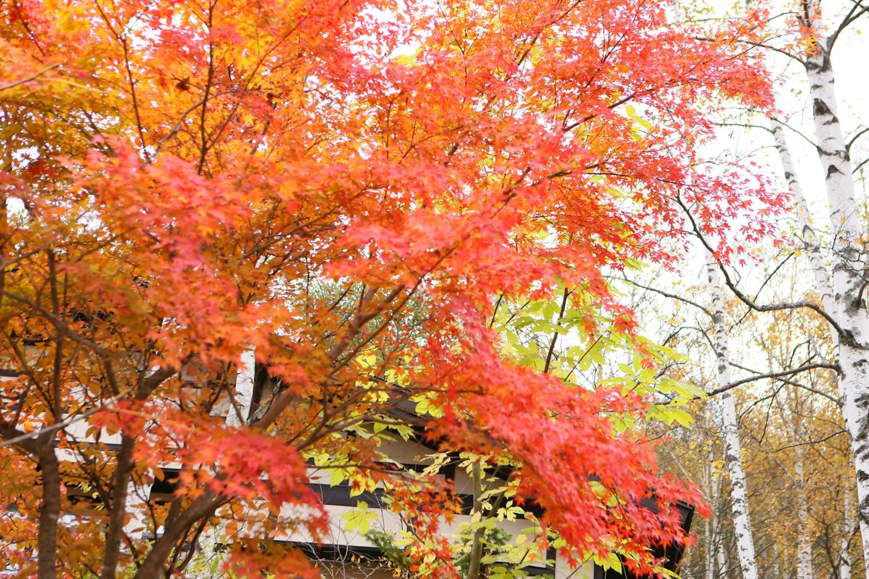 Area and facilities in Konashi No Yu Sasaya