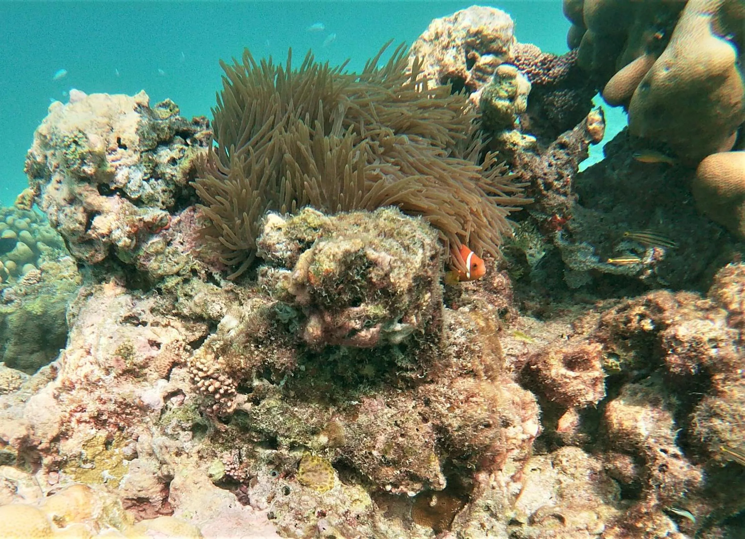 Snorkeling in One The Island