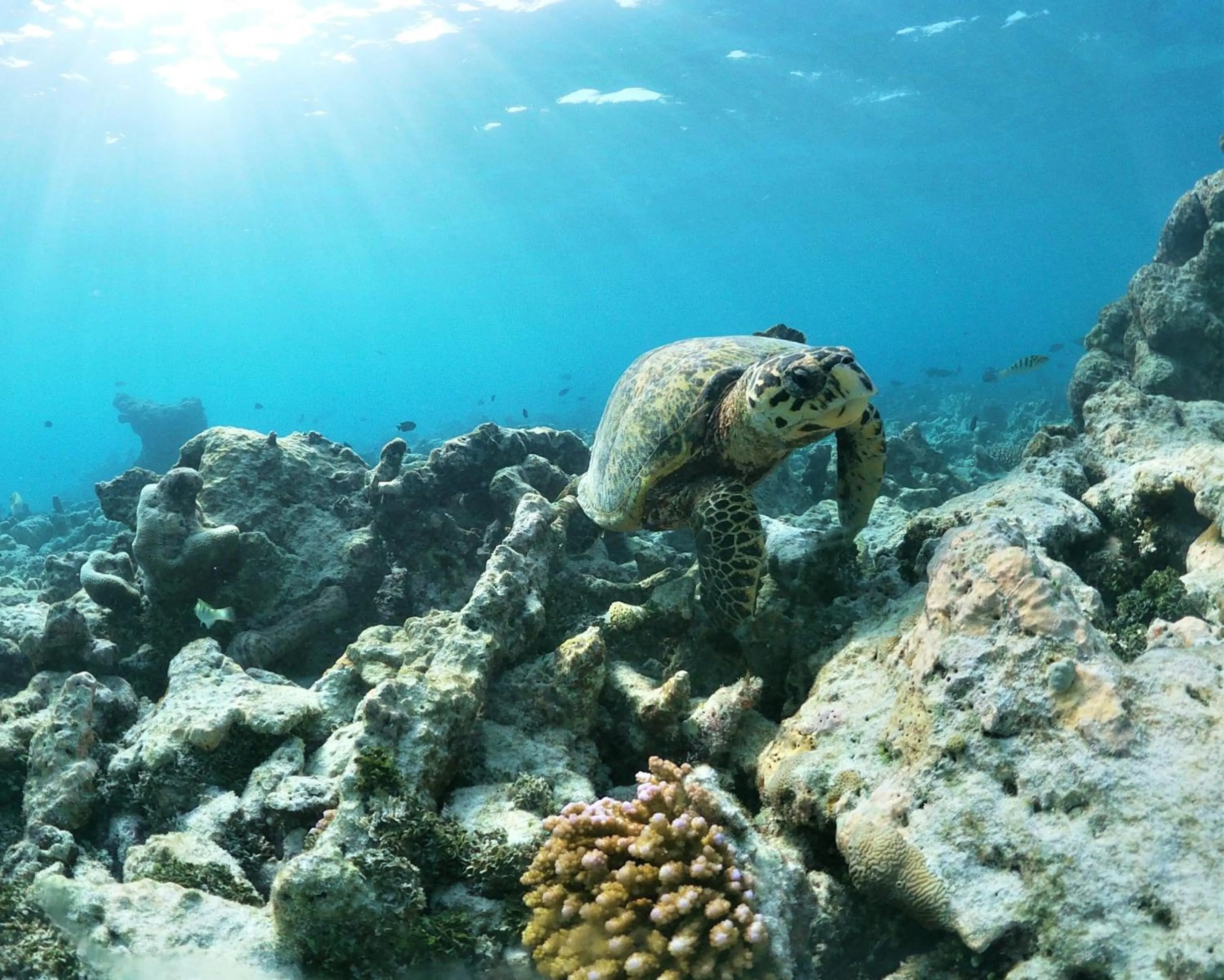 Sea view in One The Island