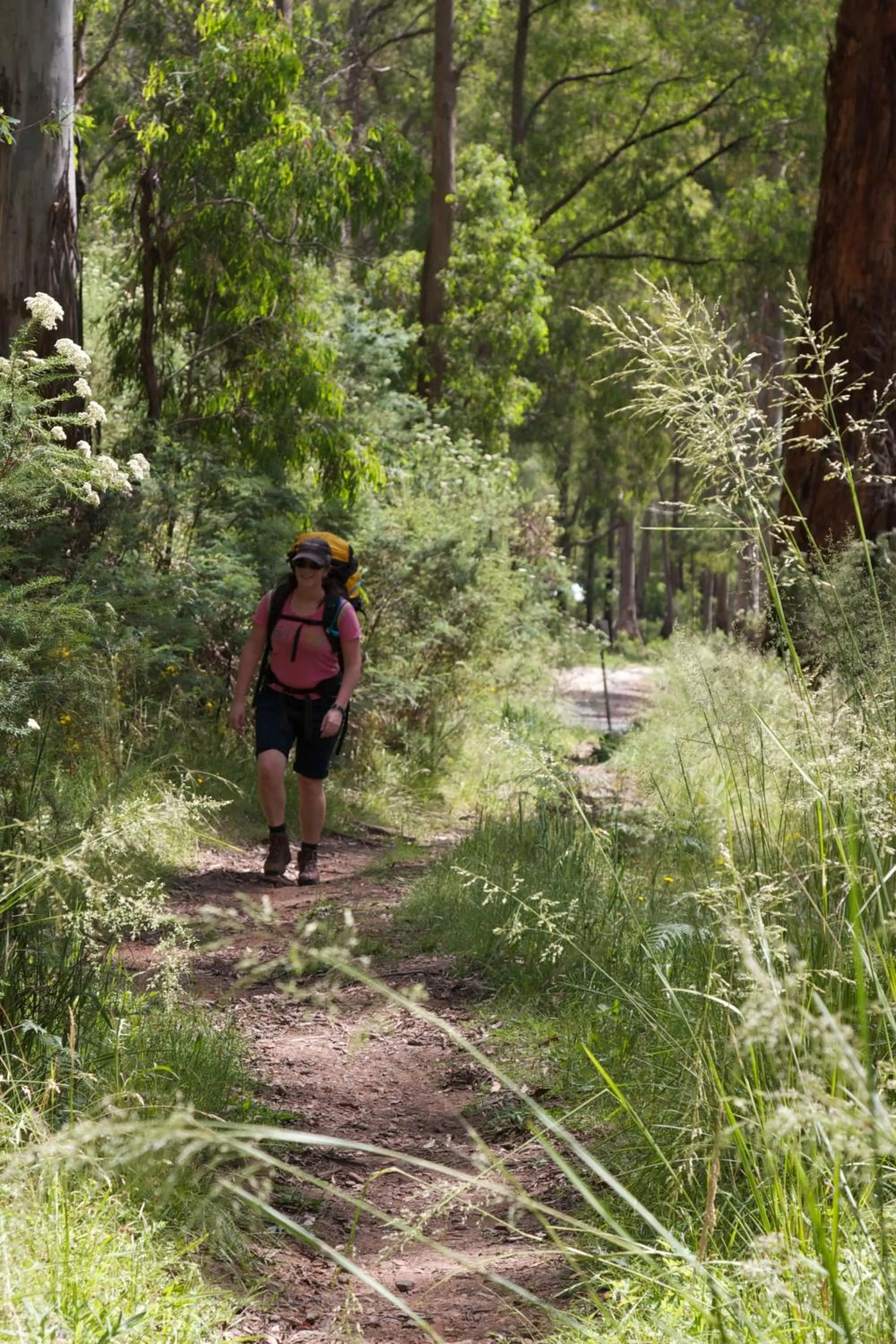 Hiking in The Harrietville Snowline Hotel