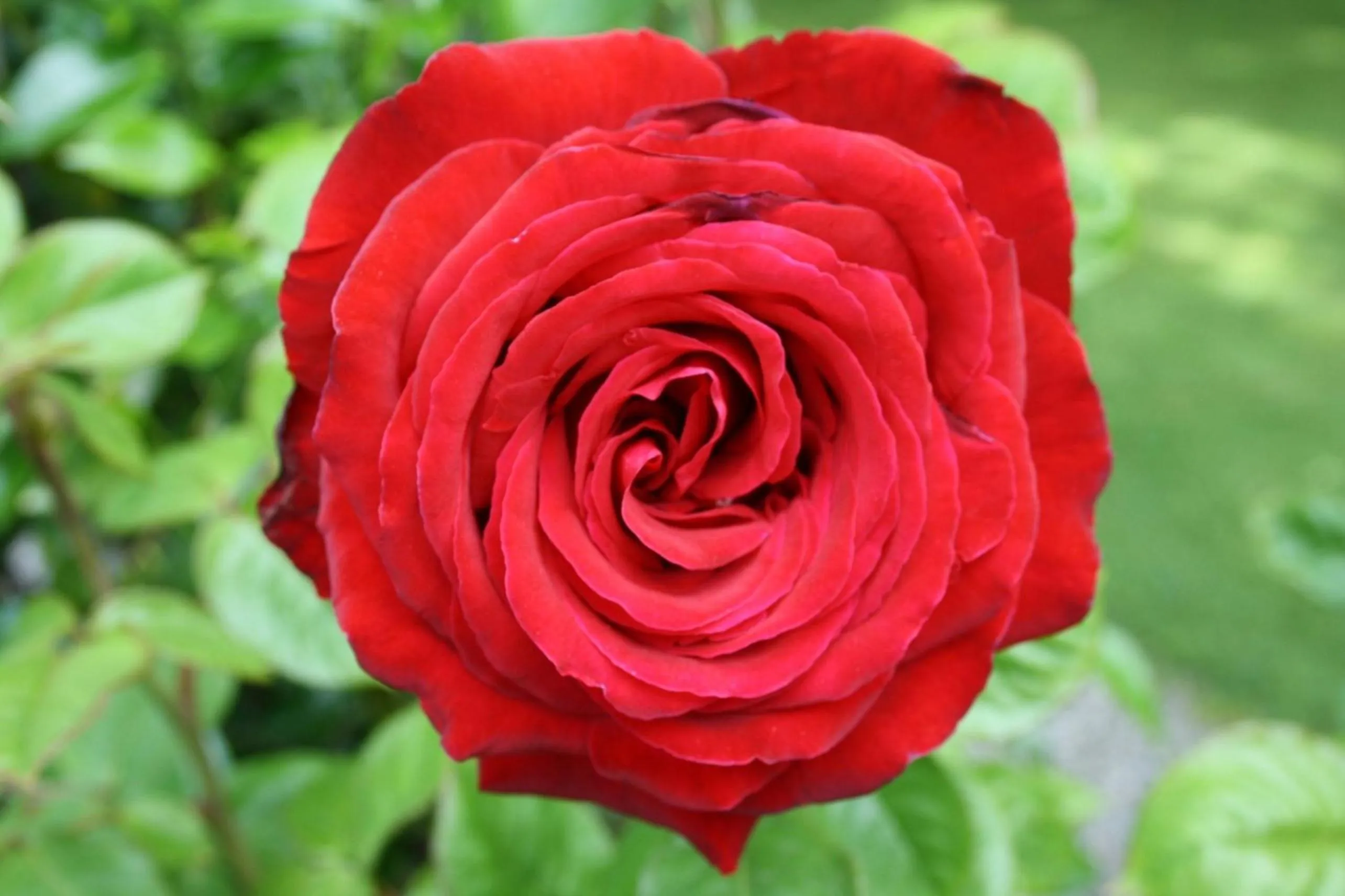 Garden in Shades of Arrowtown