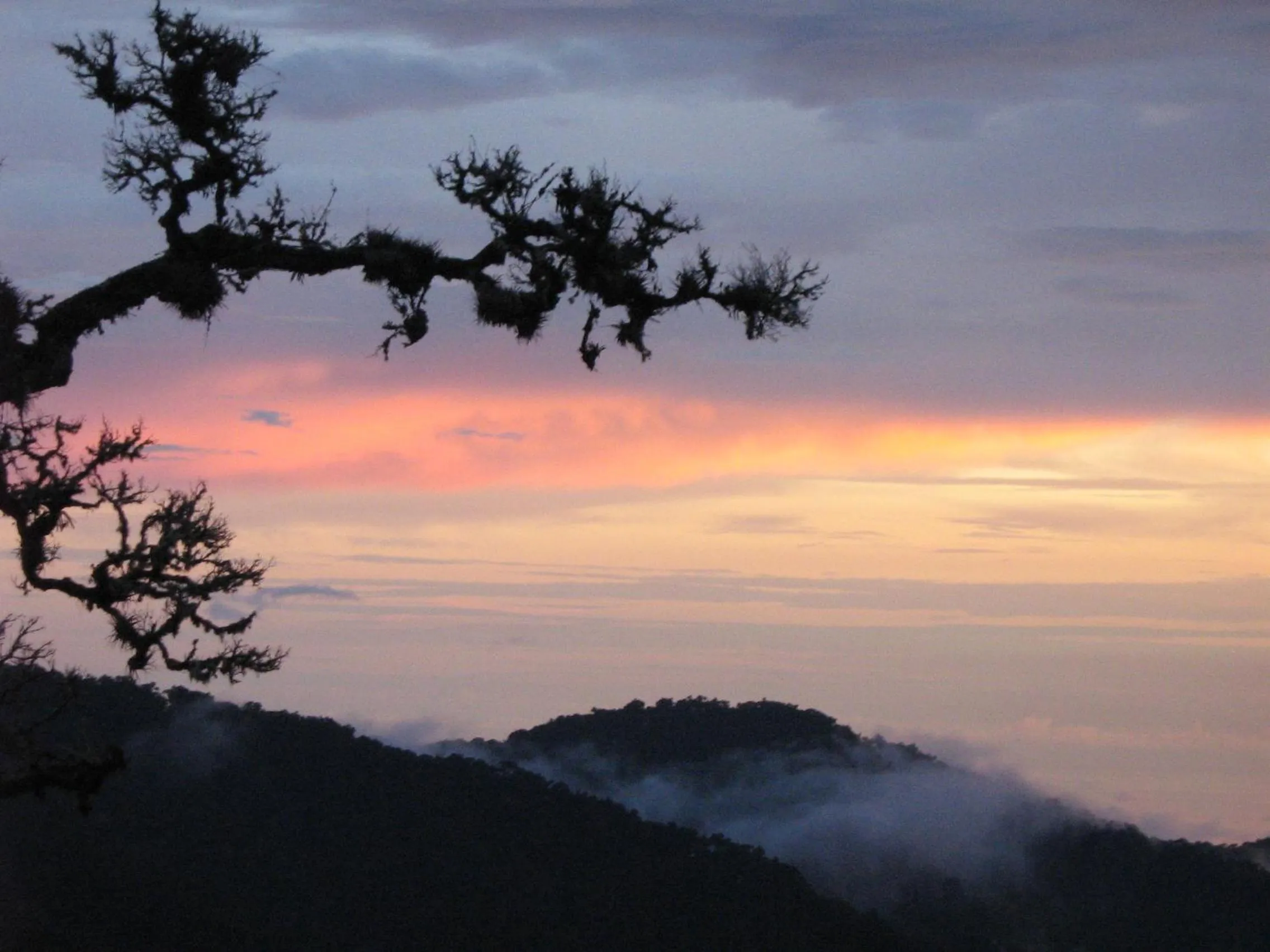 View (from property/room) in Dantica Cloud Forest Lodge